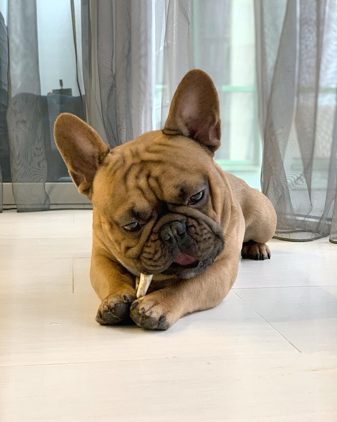 16 Cool Facts About French Bulldogs 11