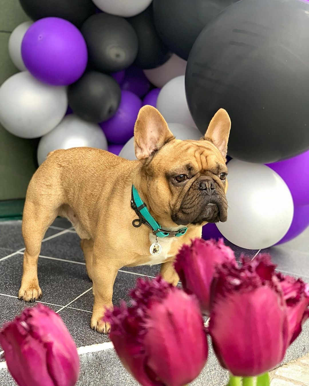 16 Cool Facts About French Bulldogs 10