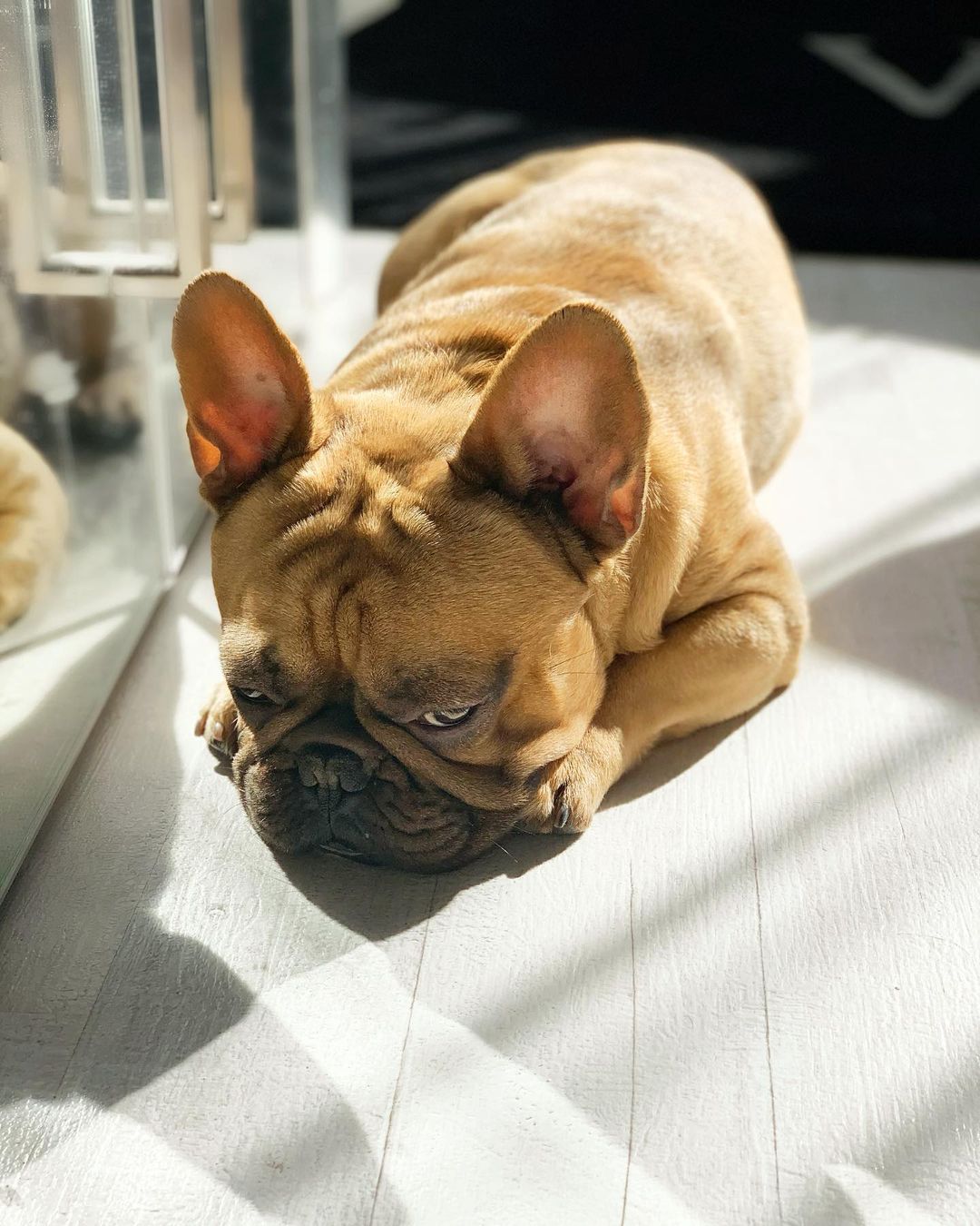 16 Cool Facts About French Bulldogs 5 16 Cool Facts About French Bulldogs 5