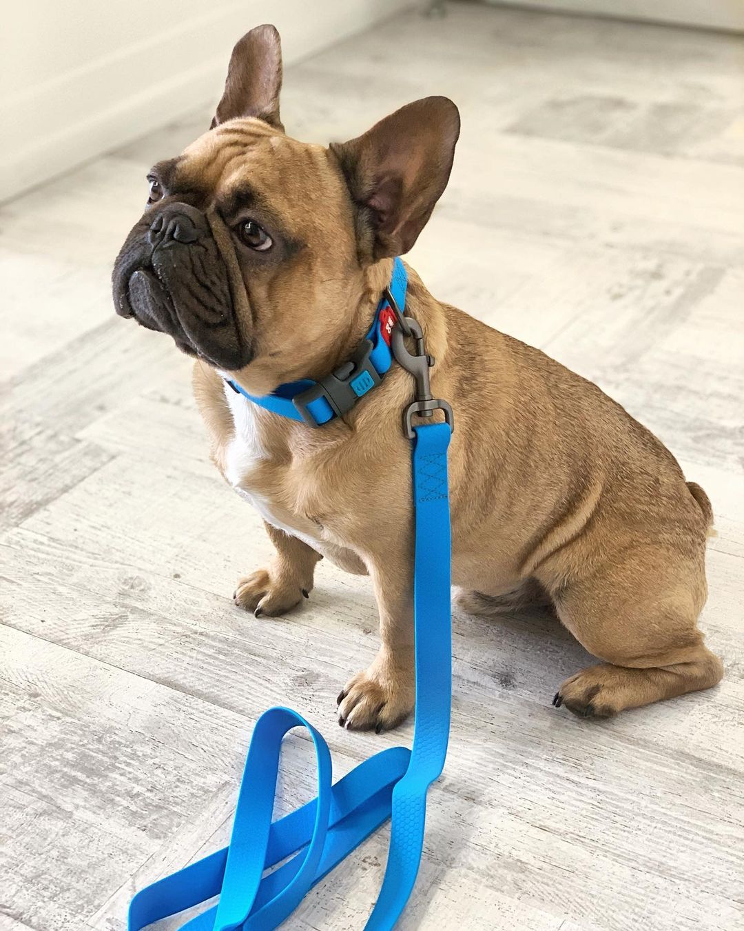 15 Amazing Facts About French Bulldogs You Probably Never Knew 10