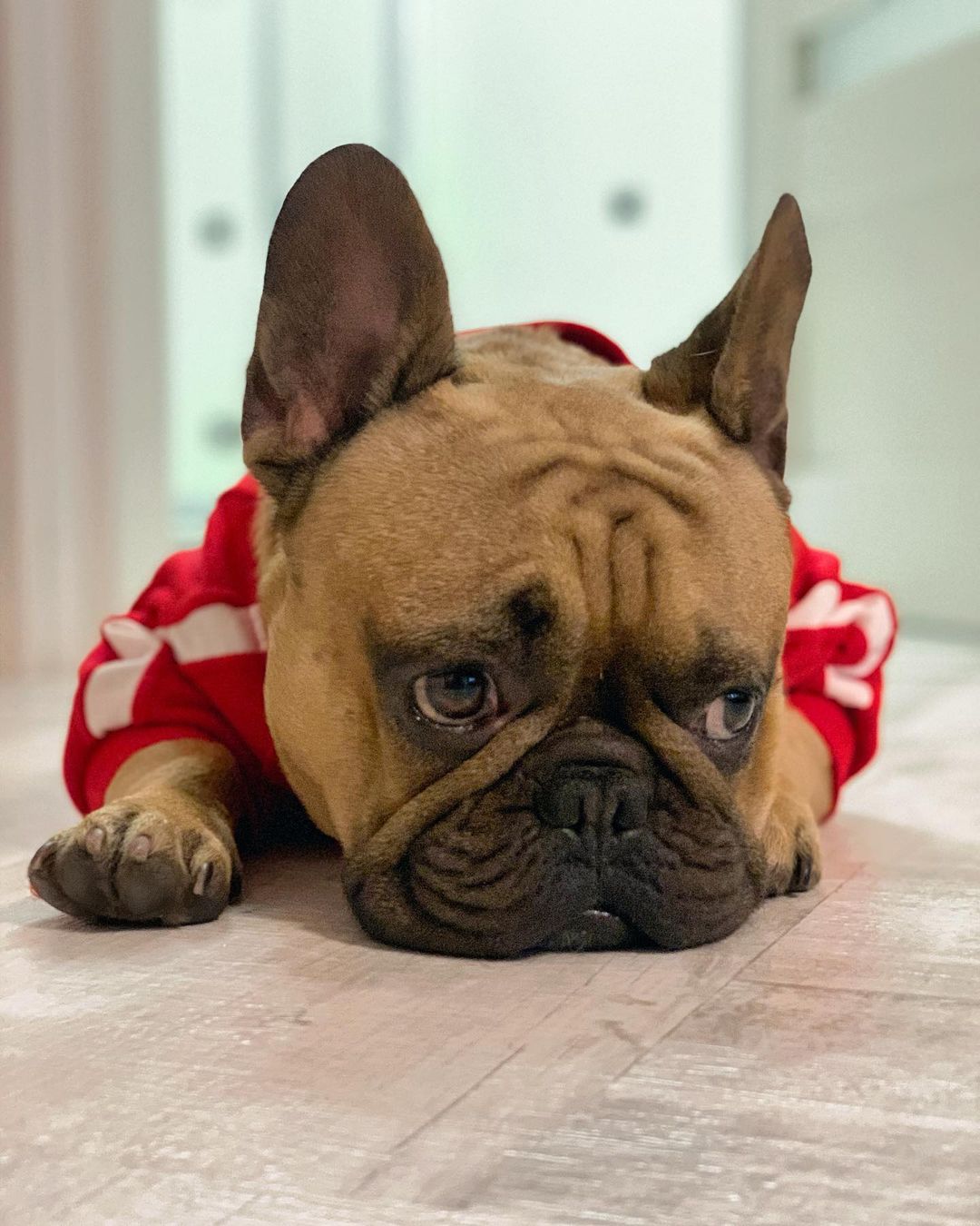 15 Amazing Facts About French Bulldogs You Probably Never Knew 9