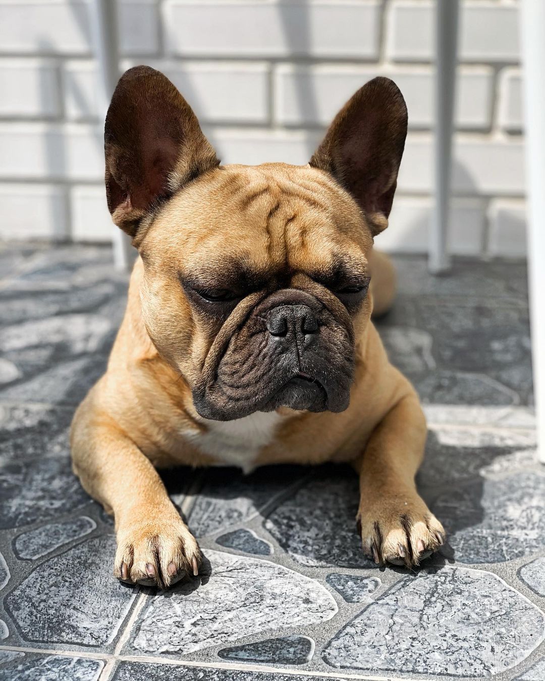 15 Amazing Facts About French Bulldogs You Probably Never Knew 10