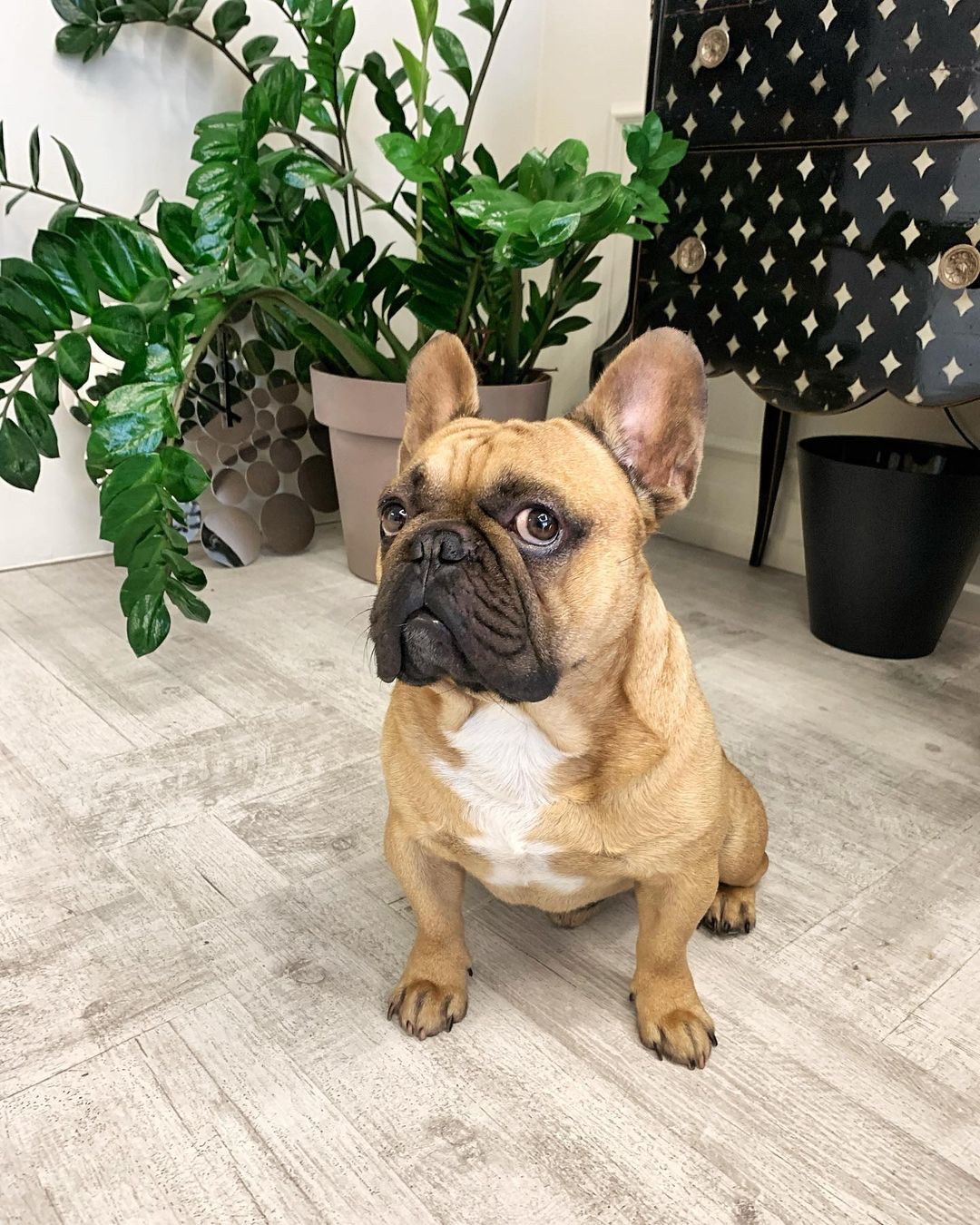 15 Amazing Facts About French Bulldogs You Probably Never Knew 11