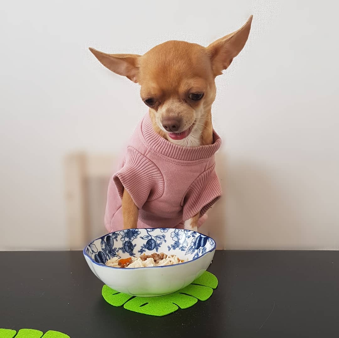 15 Interesting Facts About Chihuahuas 11 15 Interesting Facts About Chihuahuas 11