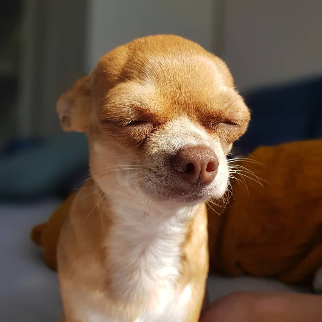 15 Cool Facts About Chihuahuas 10 15 Cool Facts About Chihuahuas 10