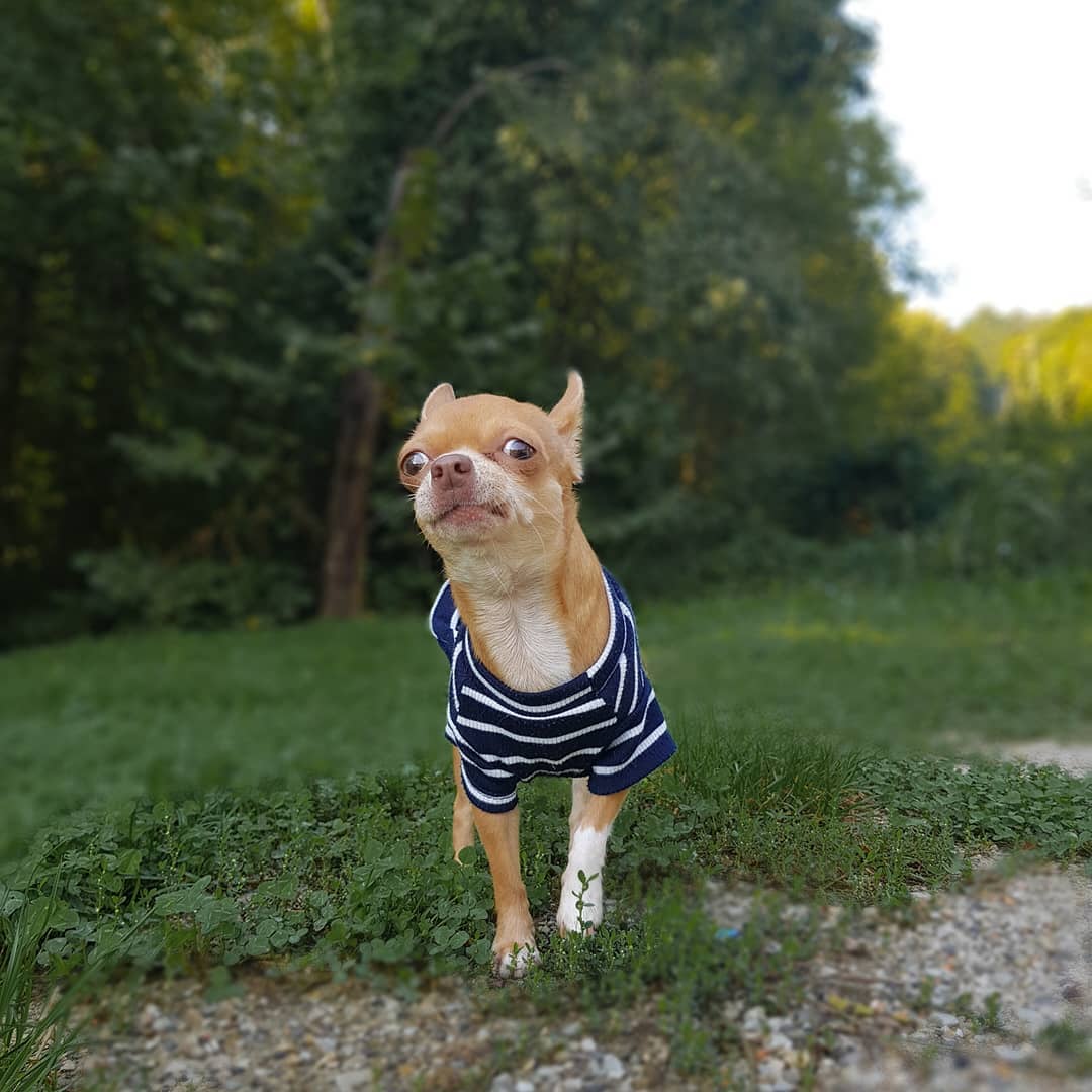 15 Cool Facts About Chihuahuas 11