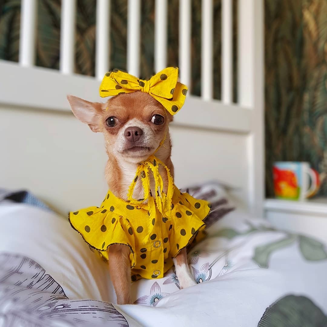 15 Cool Facts About Chihuahuas 10