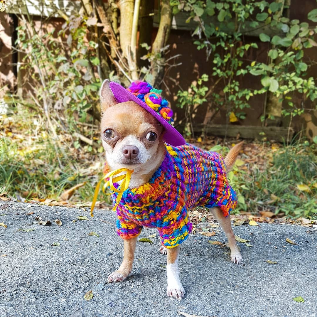 15 Cool Facts About Chihuahuas 9