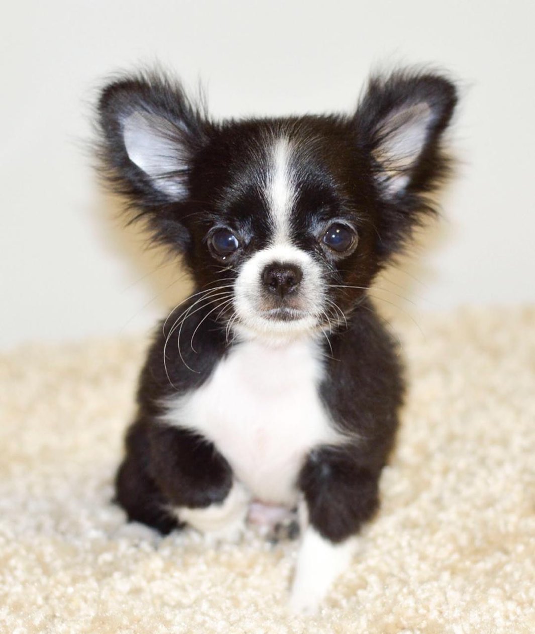 15 Amazing Facts About Chihuahuas You Probably Never Knew 11 15 Amazing Facts About Chihuahuas You Probably Never Knew 11