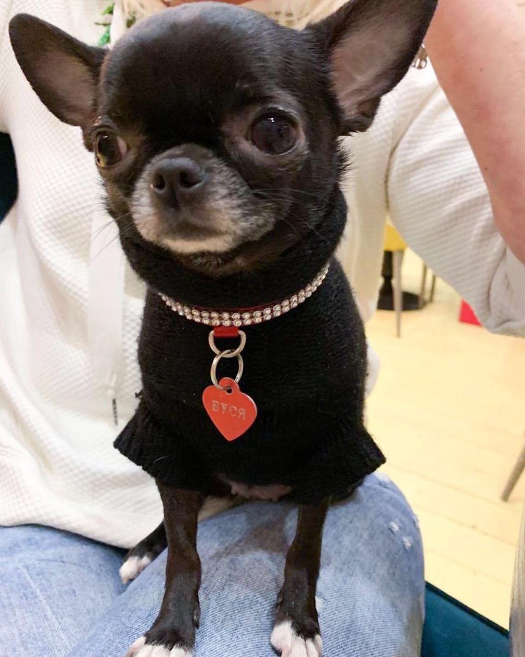 15 Amazing Facts About Chihuahuas You Probably Never Knew 9 15 Amazing Facts About Chihuahuas You Probably Never Knew 9