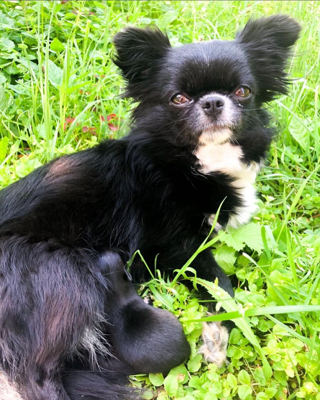 15 Amazing Facts About Chihuahuas You Probably Never Knew 11 15 Amazing Facts About Chihuahuas You Probably Never Knew 11