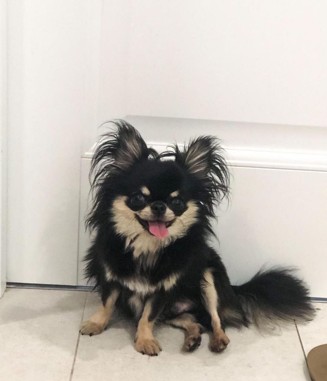 15 Amazing Facts About Chihuahuas You Probably Never Knew 10 15 Amazing Facts About Chihuahuas You Probably Never Knew 10