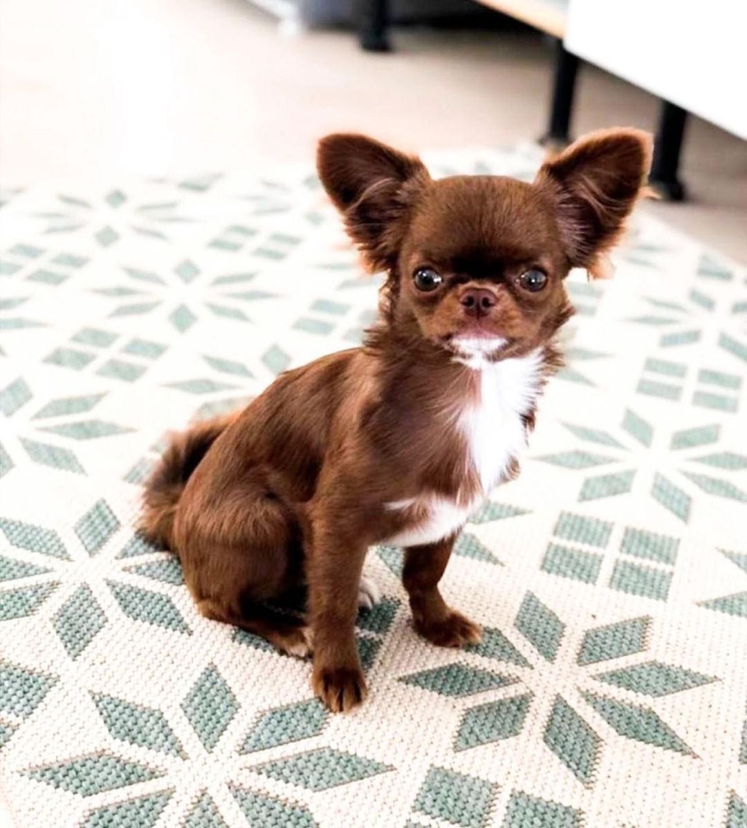 15 Amazing Facts About Chihuahuas You Probably Never Knew 9 15 Amazing Facts About Chihuahuas You Probably Never Knew 9