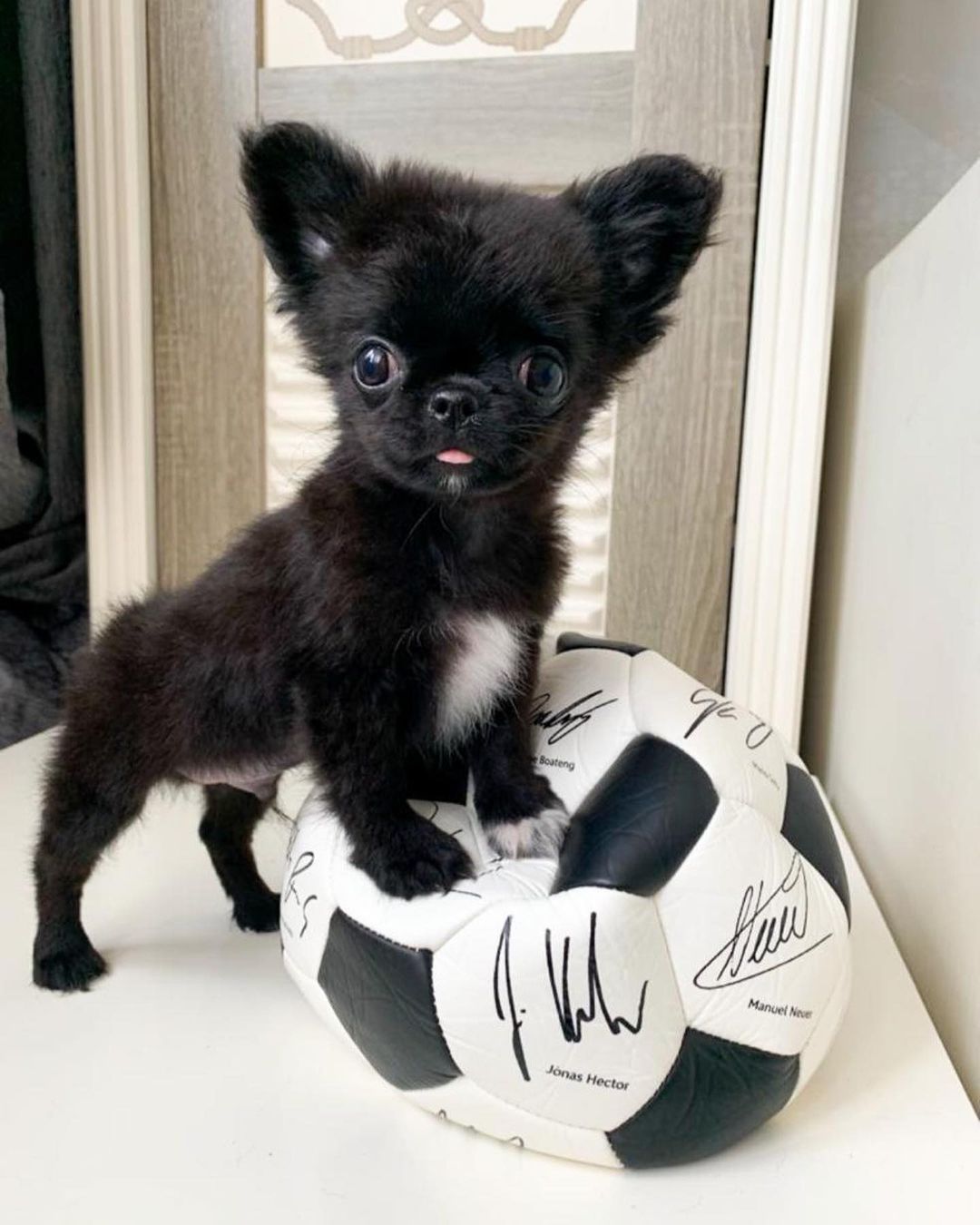 15 Amazing Facts About Chihuahuas You Probably Never Knew 11 15 Amazing Facts About Chihuahuas You Probably Never Knew 11