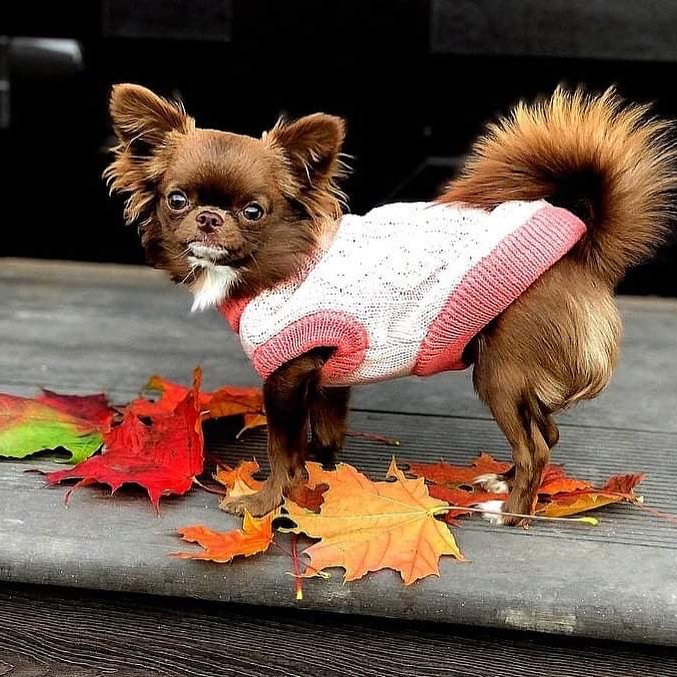 15 Amazing Facts About Chihuahuas You Probably Never Knew 10 15 Amazing Facts About Chihuahuas You Probably Never Knew 10