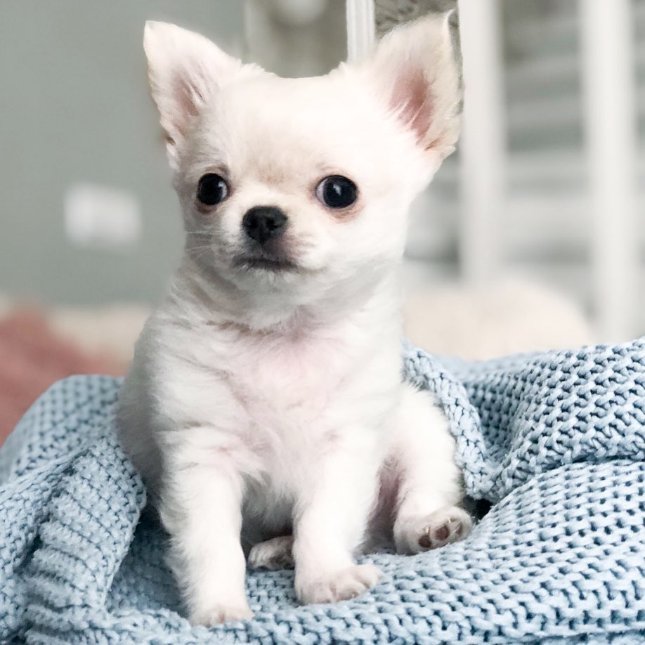 15 Amazing Facts About Chihuahuas You Probably Never Knew 9 15 Amazing Facts About Chihuahuas You Probably Never Knew 9