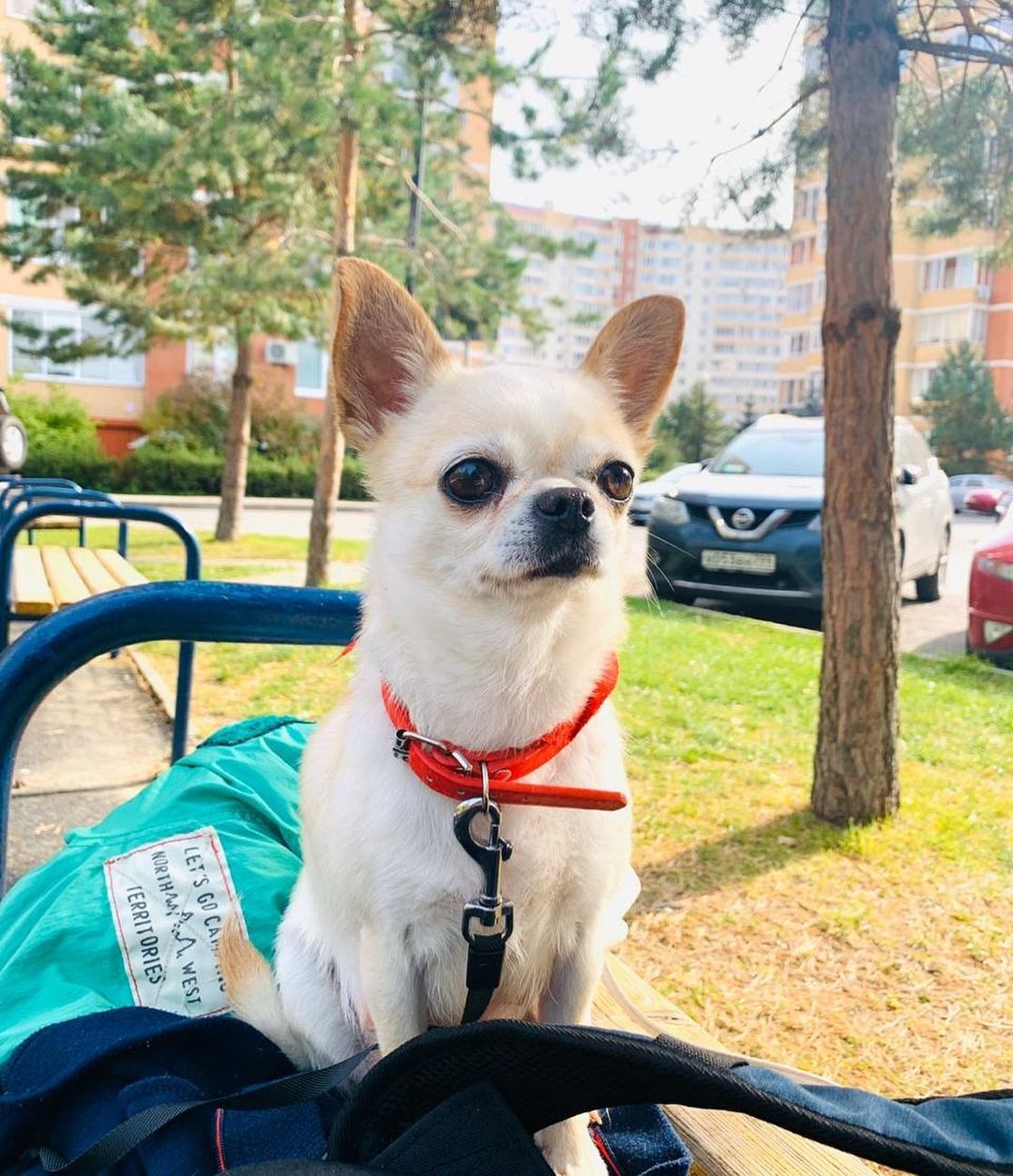 15 Amazing Facts About Chihuahuas You Probably Never Knew 11 15 Amazing Facts About Chihuahuas You Probably Never Knew 11