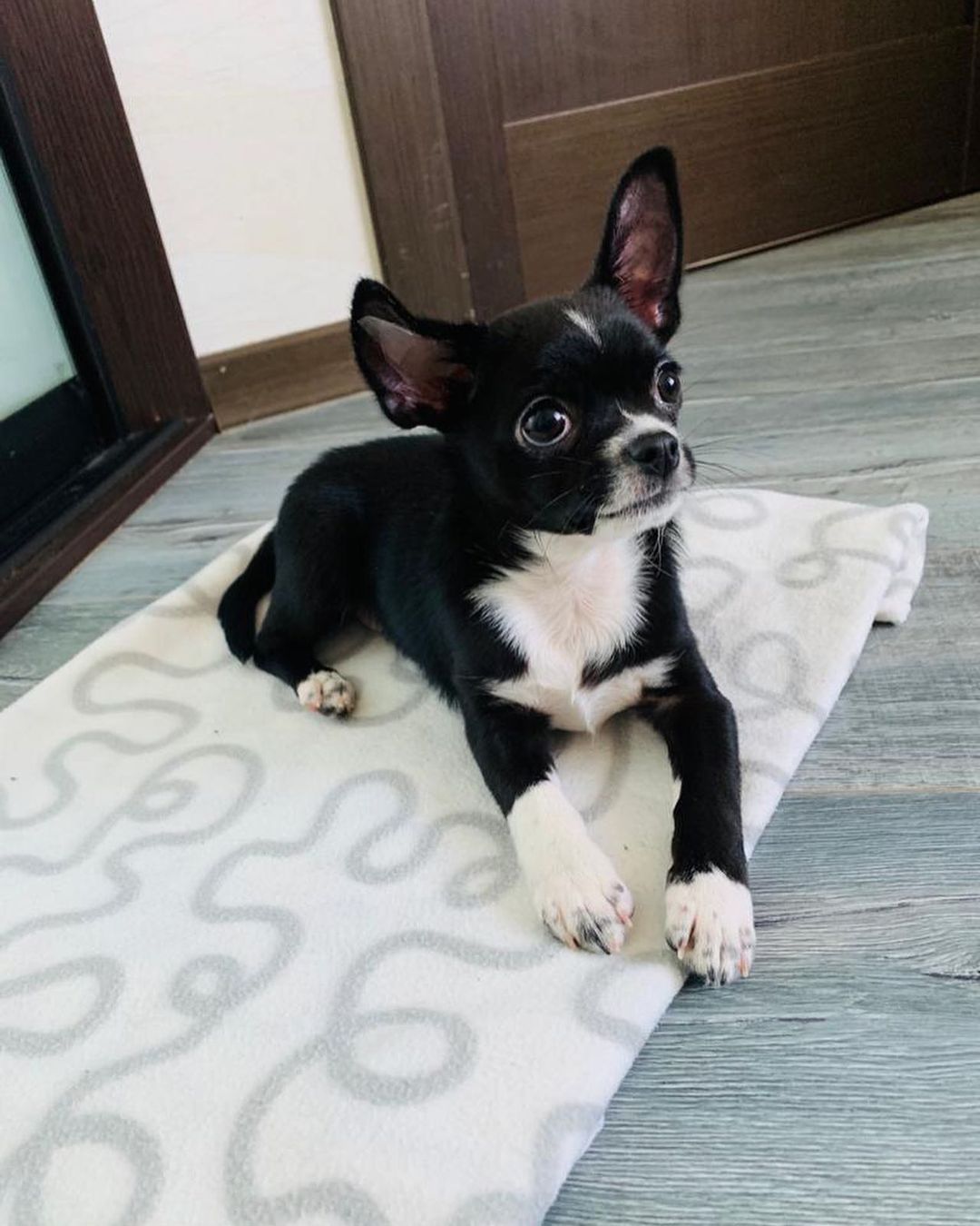 15 Amazing Facts About Chihuahuas You Probably Never Knew 10 15 Amazing Facts About Chihuahuas You Probably Never Knew 10