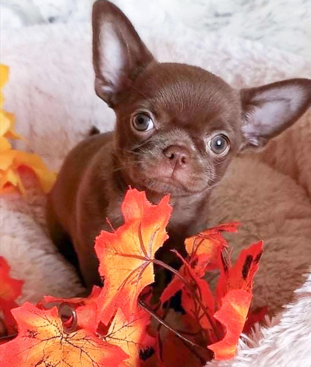 15 Amazing Facts About Chihuahuas You Probably Never Knew 9 15 Amazing Facts About Chihuahuas You Probably Never Knew 9