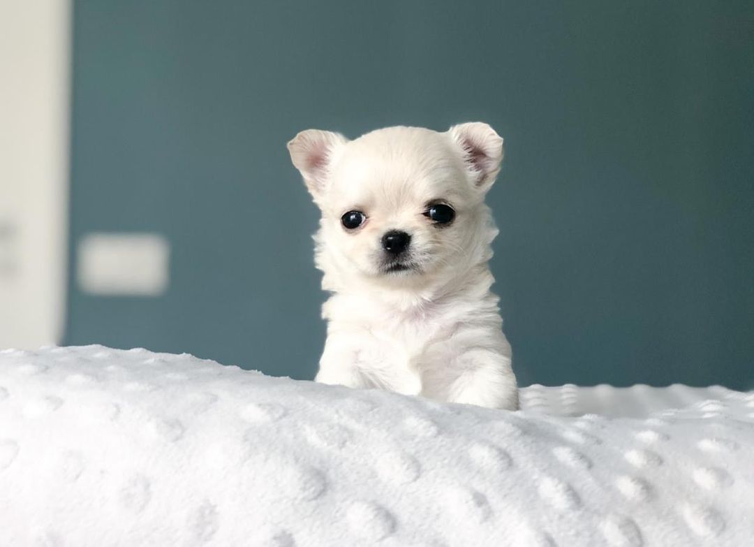 15 Interesting Facts About Chihuahuas 9 15 Interesting Facts About Chihuahuas 9