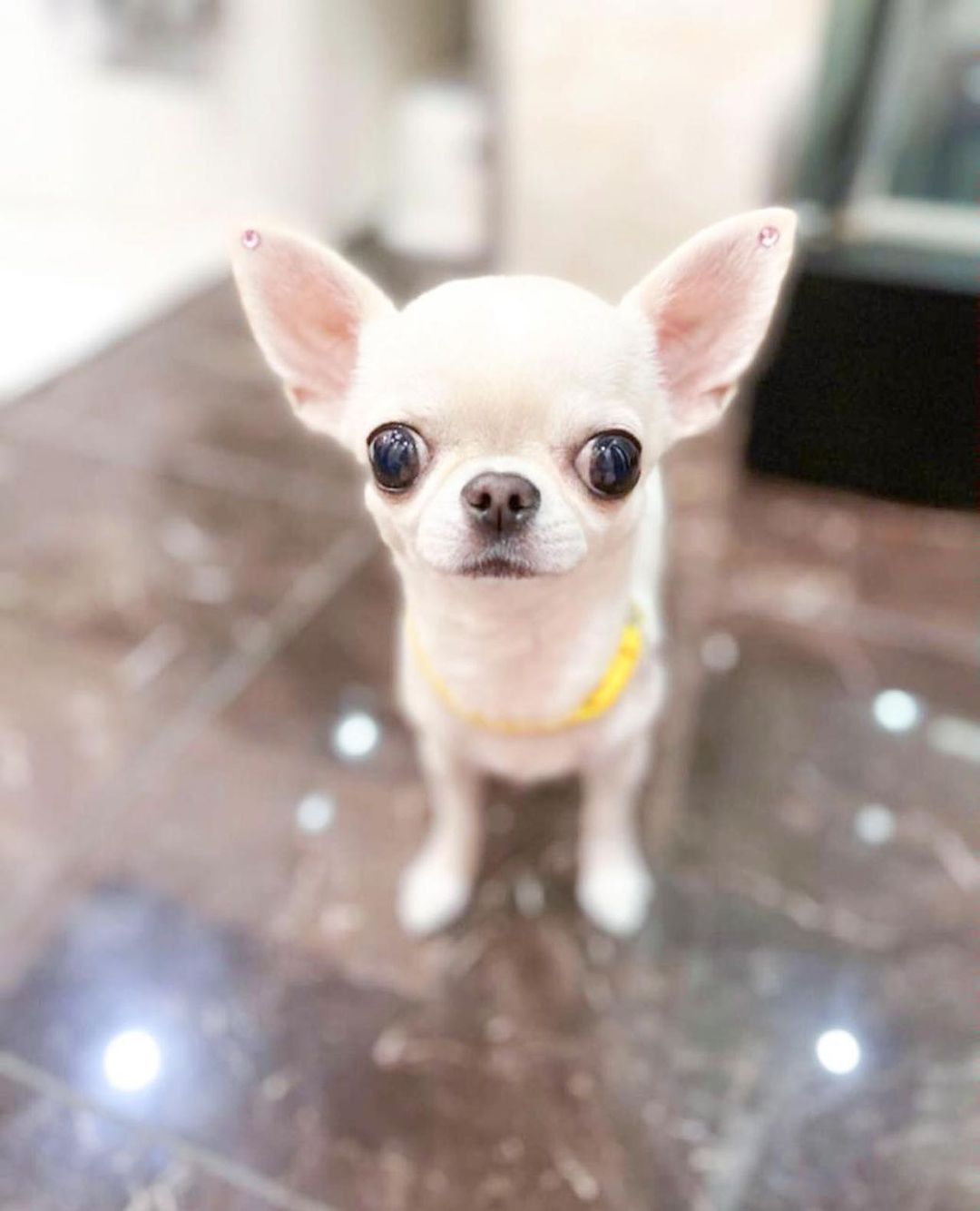 15 Interesting Facts About Chihuahuas 11 15 Interesting Facts About Chihuahuas 11