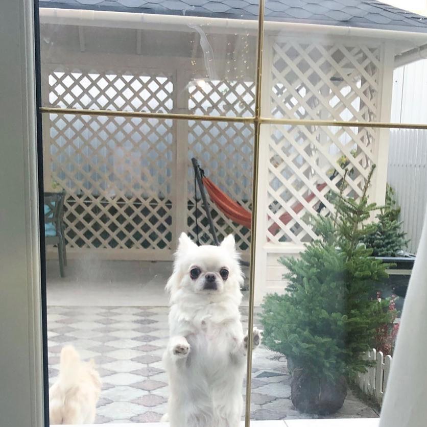 15 Interesting Facts About Chihuahuas 10 15 Interesting Facts About Chihuahuas 10