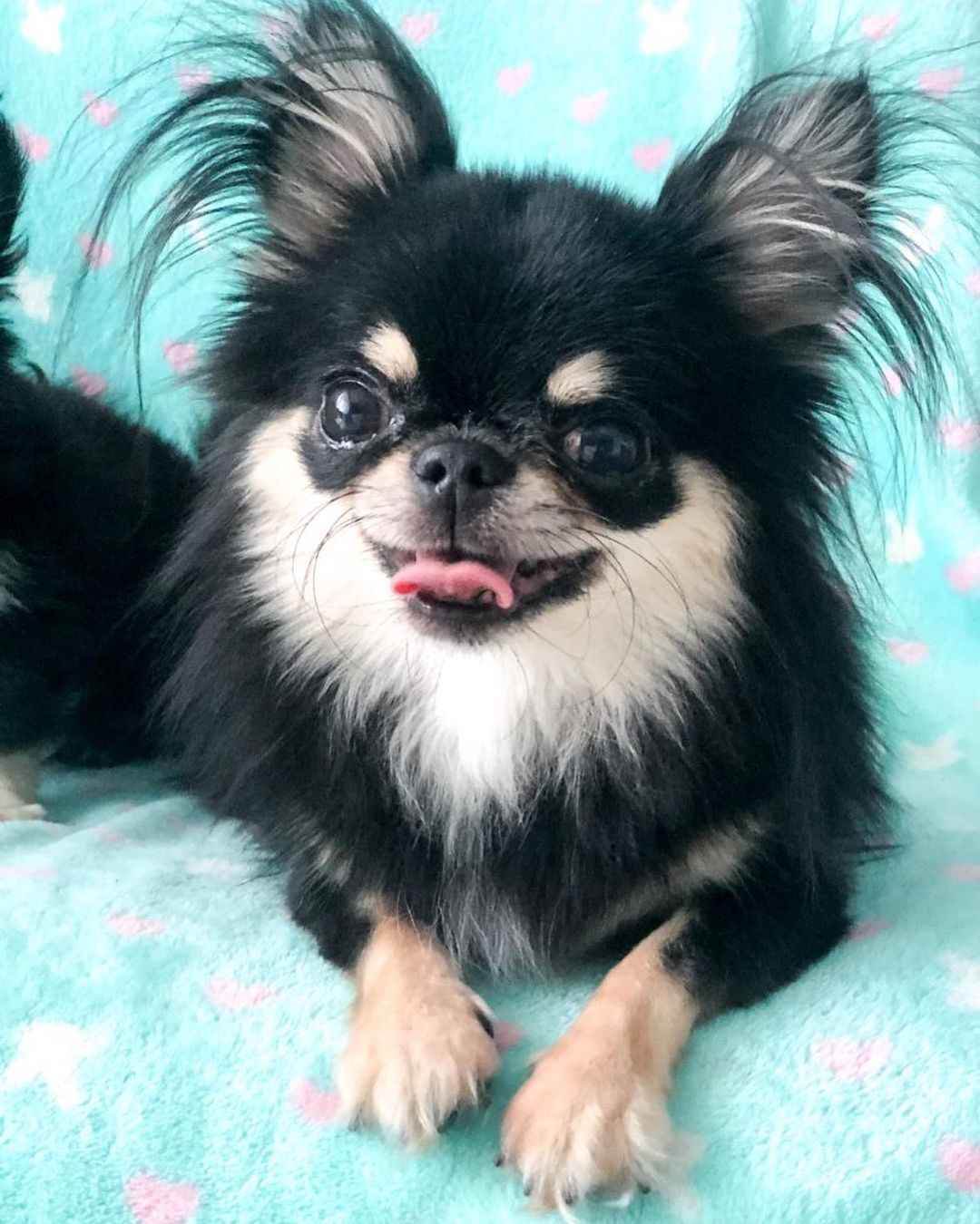 15 Interesting Facts About Chihuahuas 9 15 Interesting Facts About Chihuahuas 9