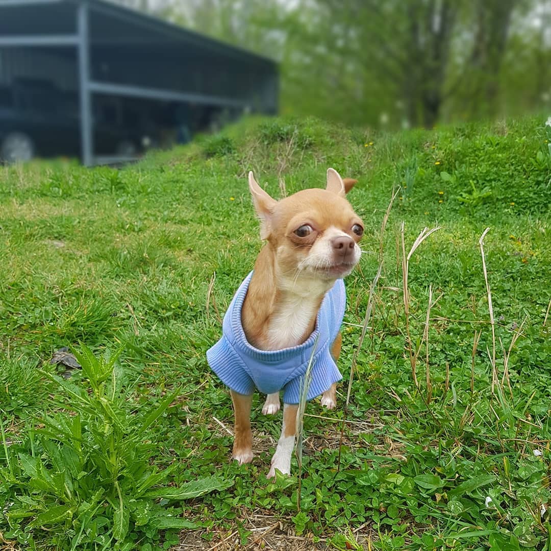 15 Interesting Facts About Chihuahuas 10 15 Interesting Facts About Chihuahuas 10