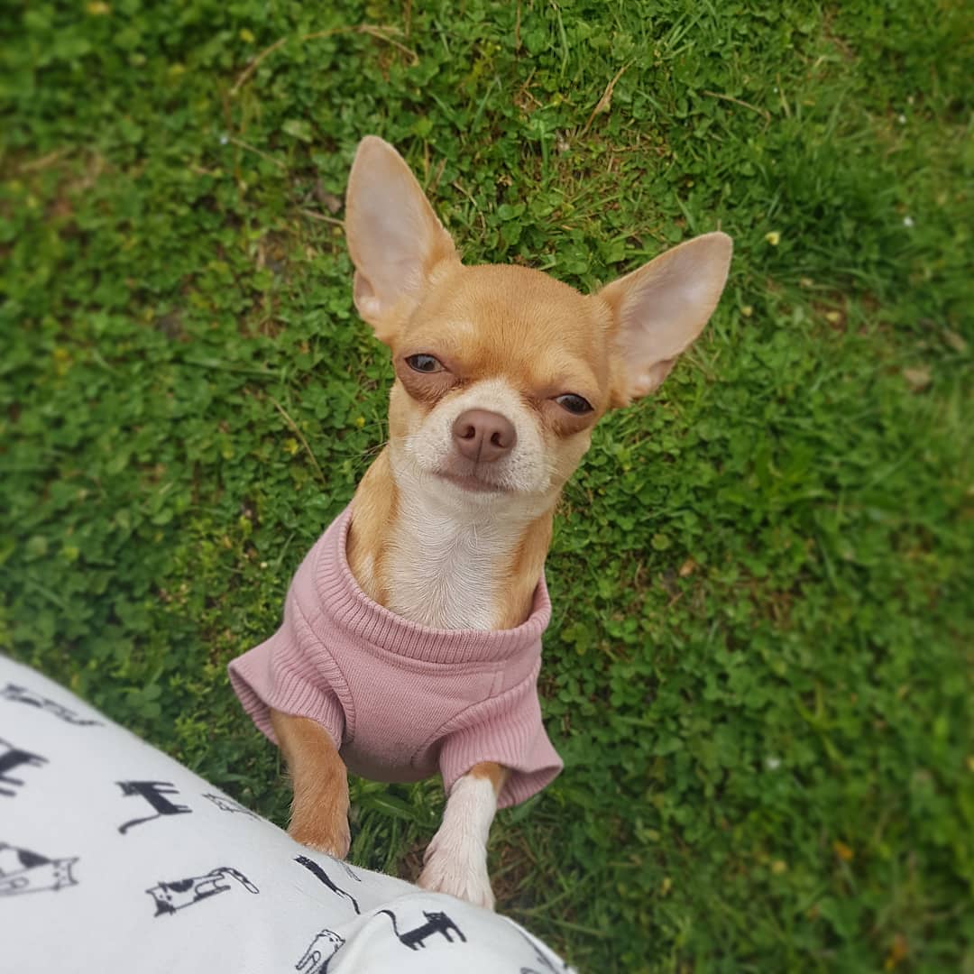 15 Interesting Facts About Chihuahuas 9 15 Interesting Facts About Chihuahuas 9