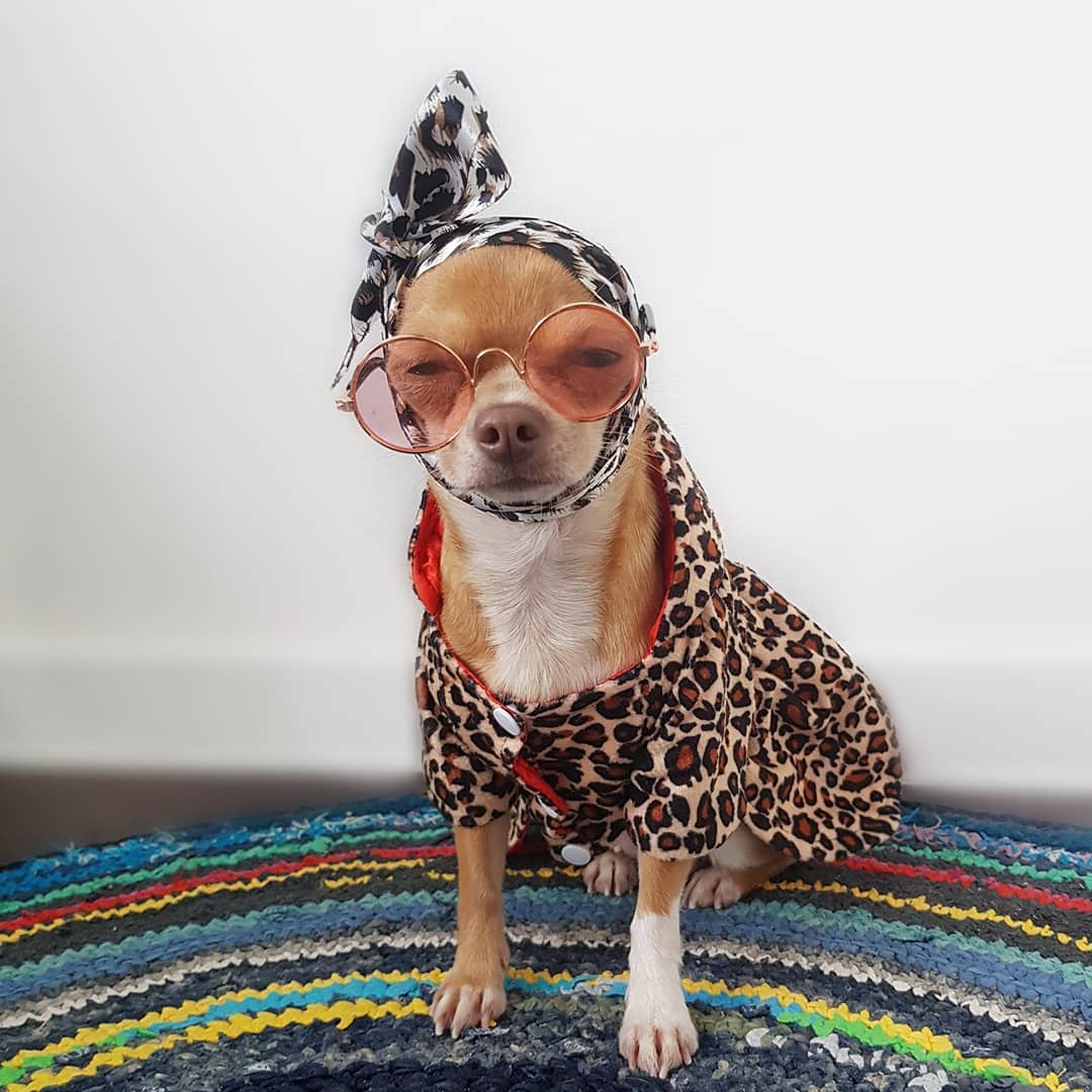 15 Interesting Facts About Chihuahuas 11 15 Interesting Facts About Chihuahuas 11