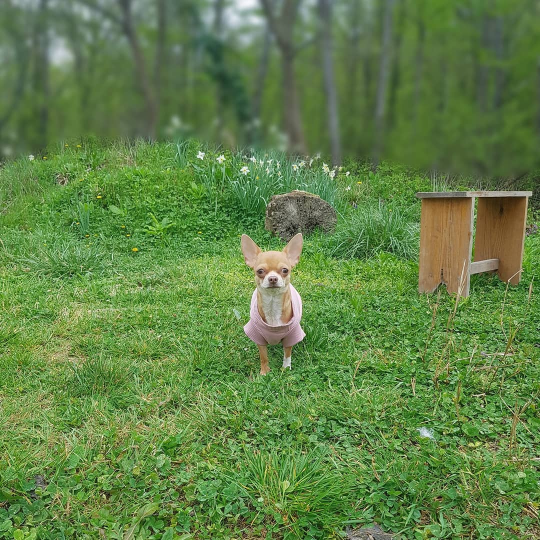 15 Interesting Facts About Chihuahuas 10 15 Interesting Facts About Chihuahuas 10