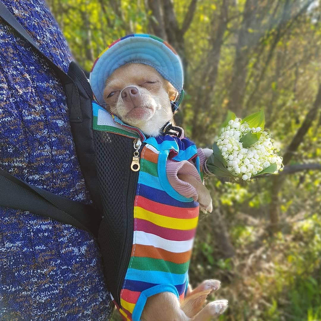 15 Interesting Facts About Chihuahuas 9 15 Interesting Facts About Chihuahuas 9