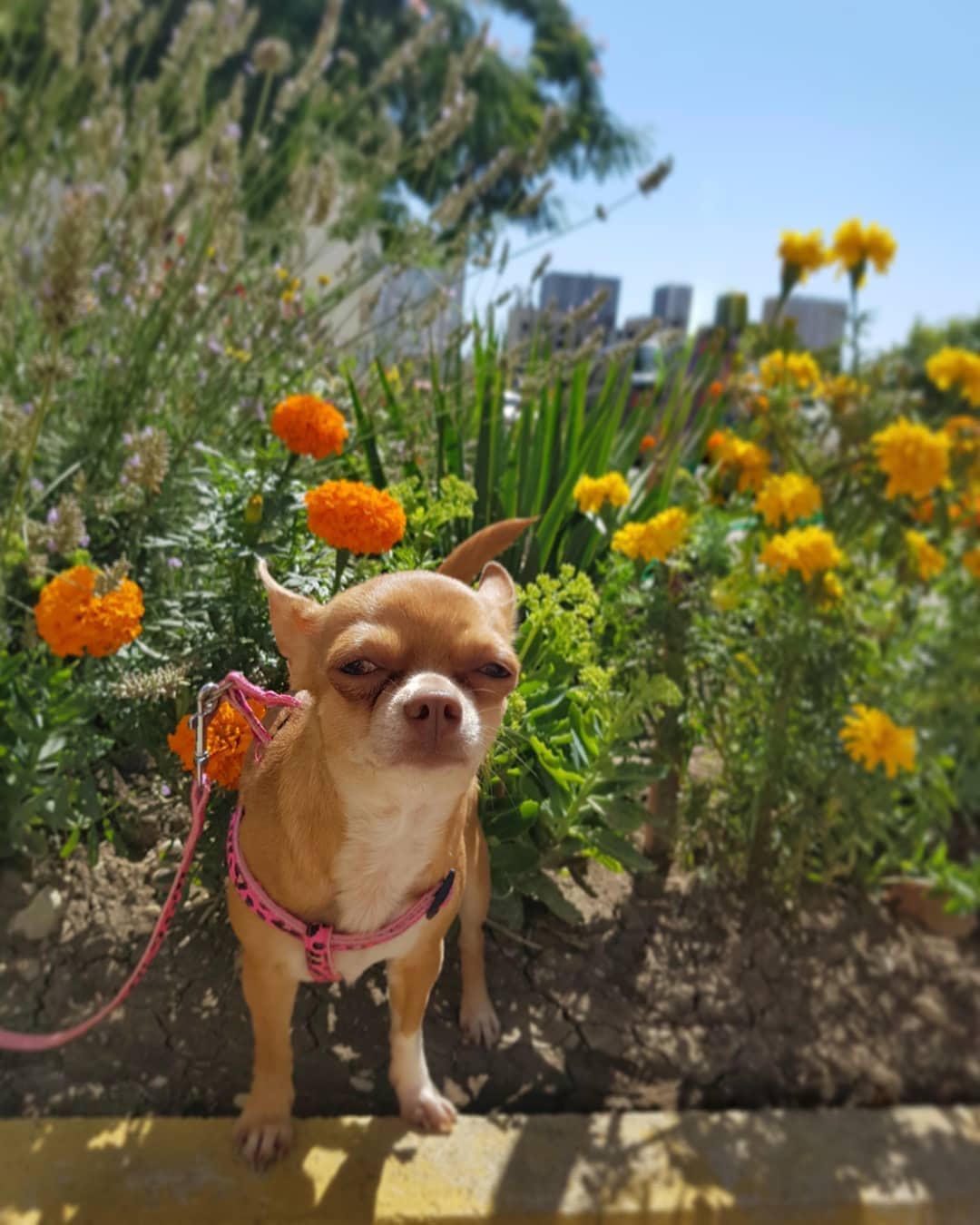 15 Cool Facts About Chihuahuas 9