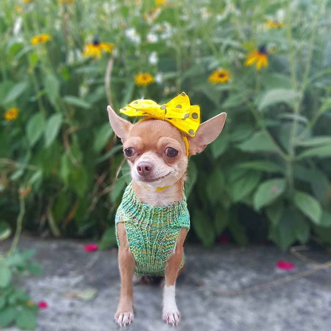 15 Cool Facts About Chihuahuas 11