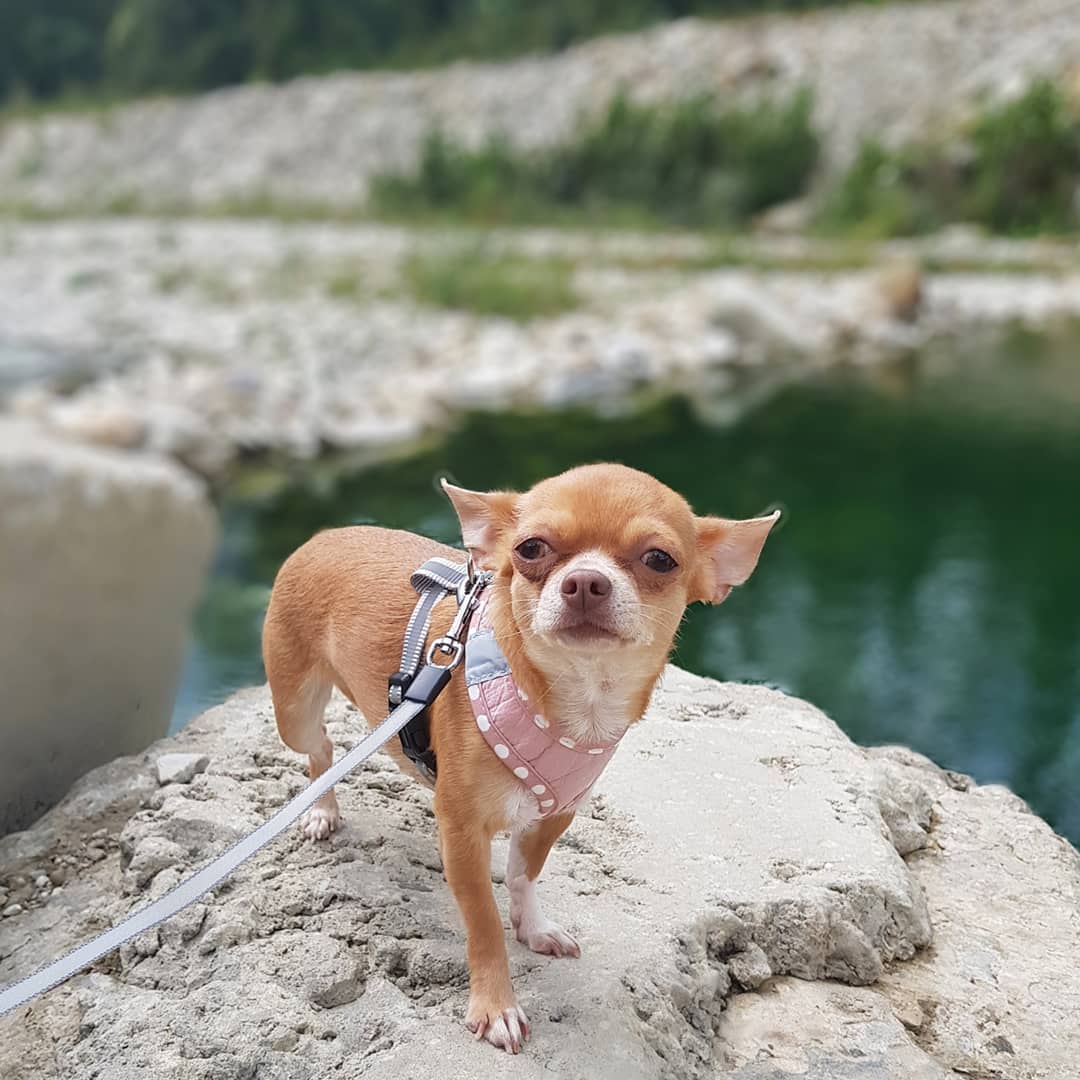 15 Cool Facts About Chihuahuas 11 15 Cool Facts About Chihuahuas 11