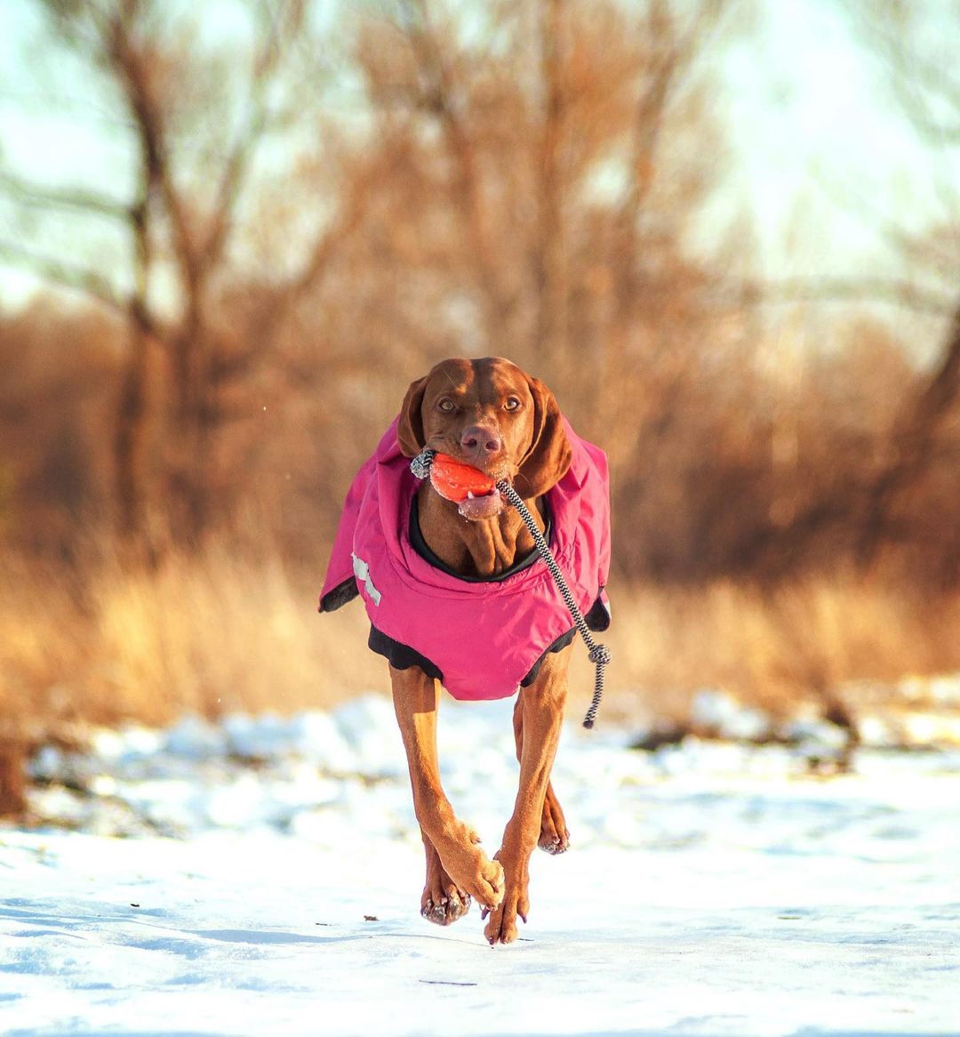 15 Amazing Facts About Vizsla Dogs You Probably Never Knew 9 15 Amazing Facts About Vizsla Dogs You Probably Never Knew 9