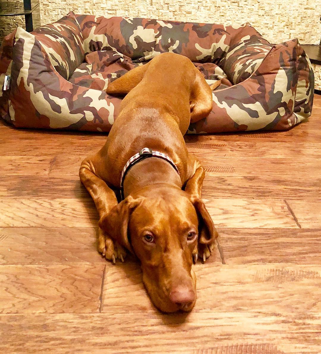 15 Amazing Facts About Vizsla Dogs You Probably Never Knew 10