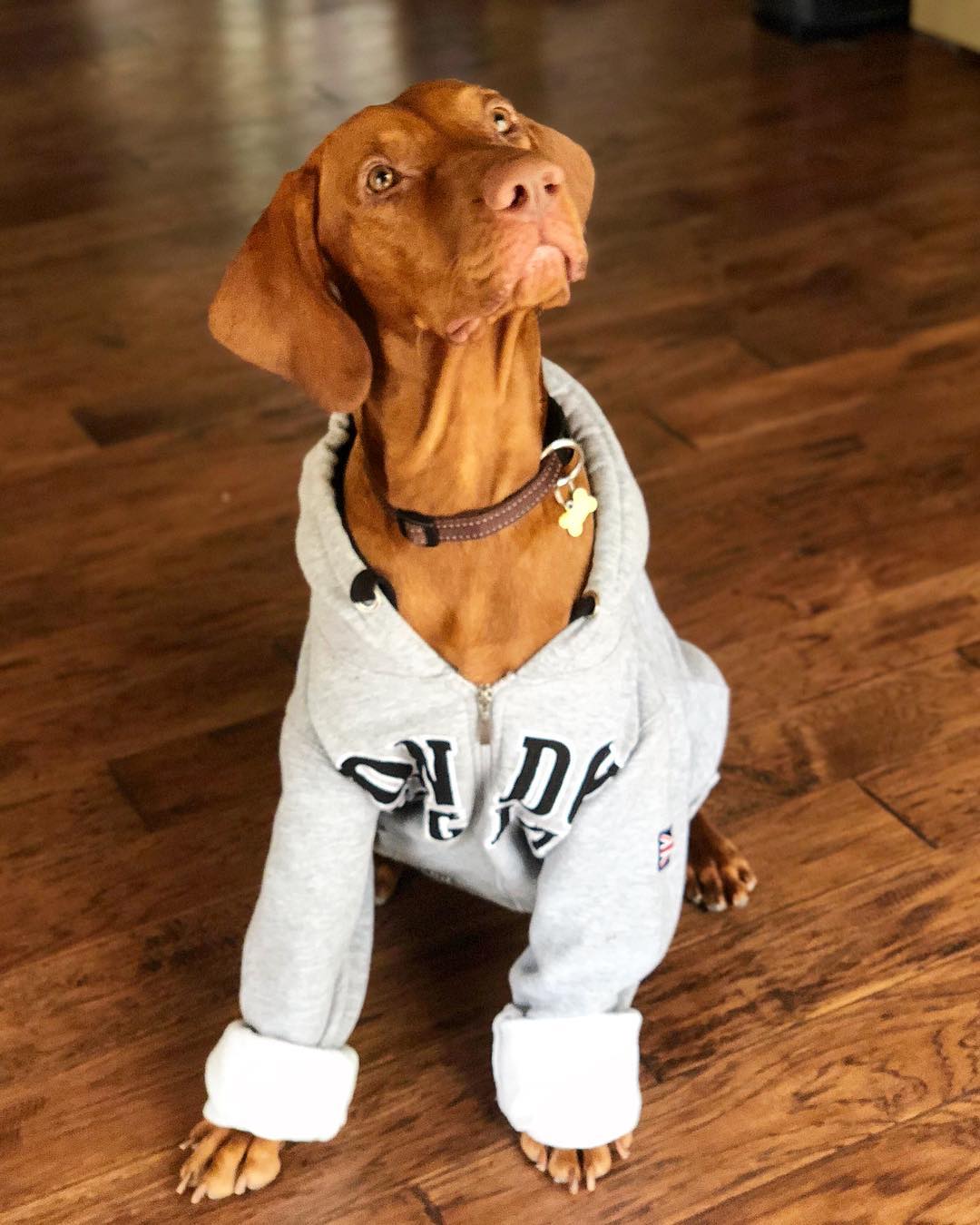 15 Amazing Facts About Vizsla Dogs You Probably Never Knew 11