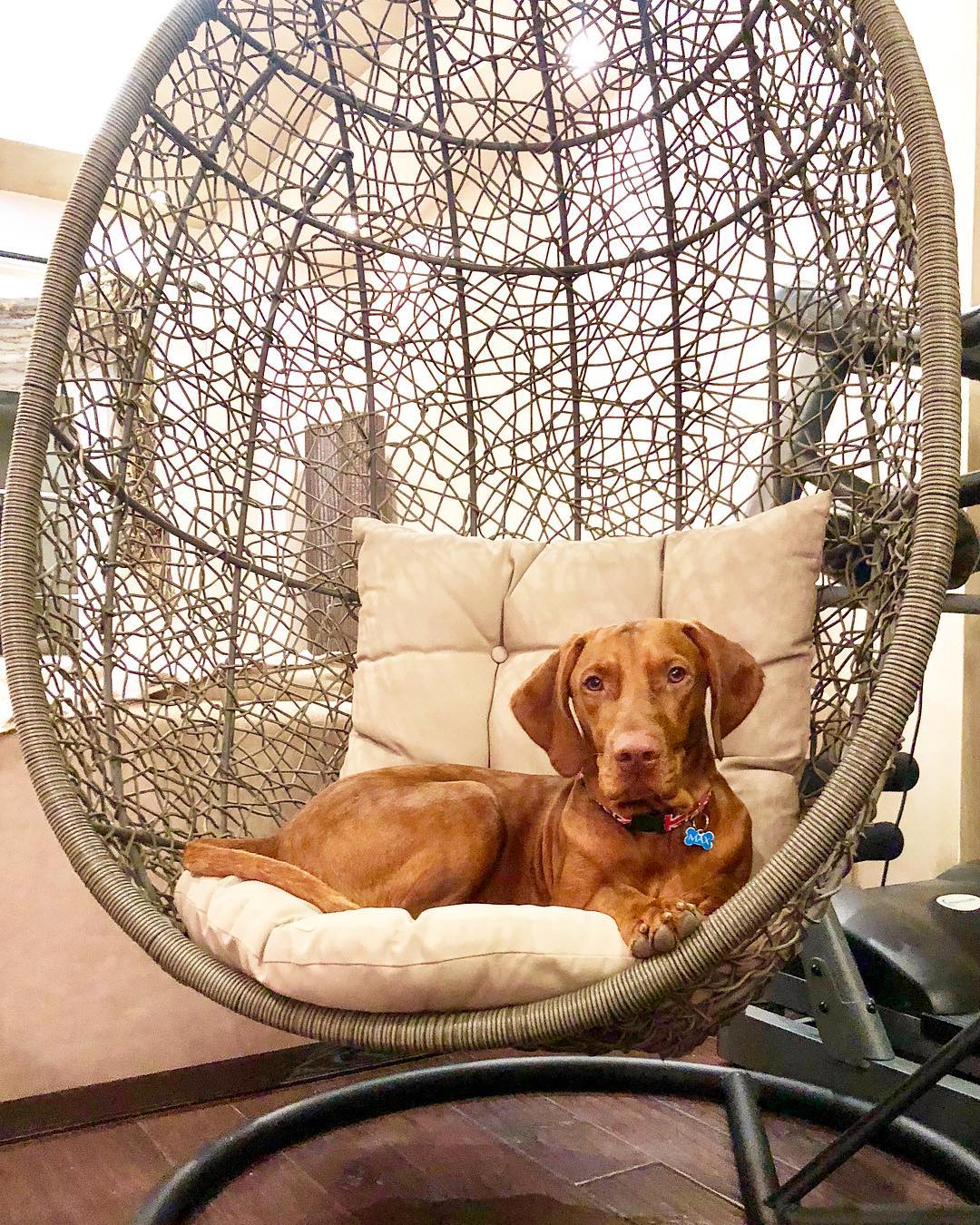 15 Amazing Facts About Vizsla Dogs You Probably Never Knew 9