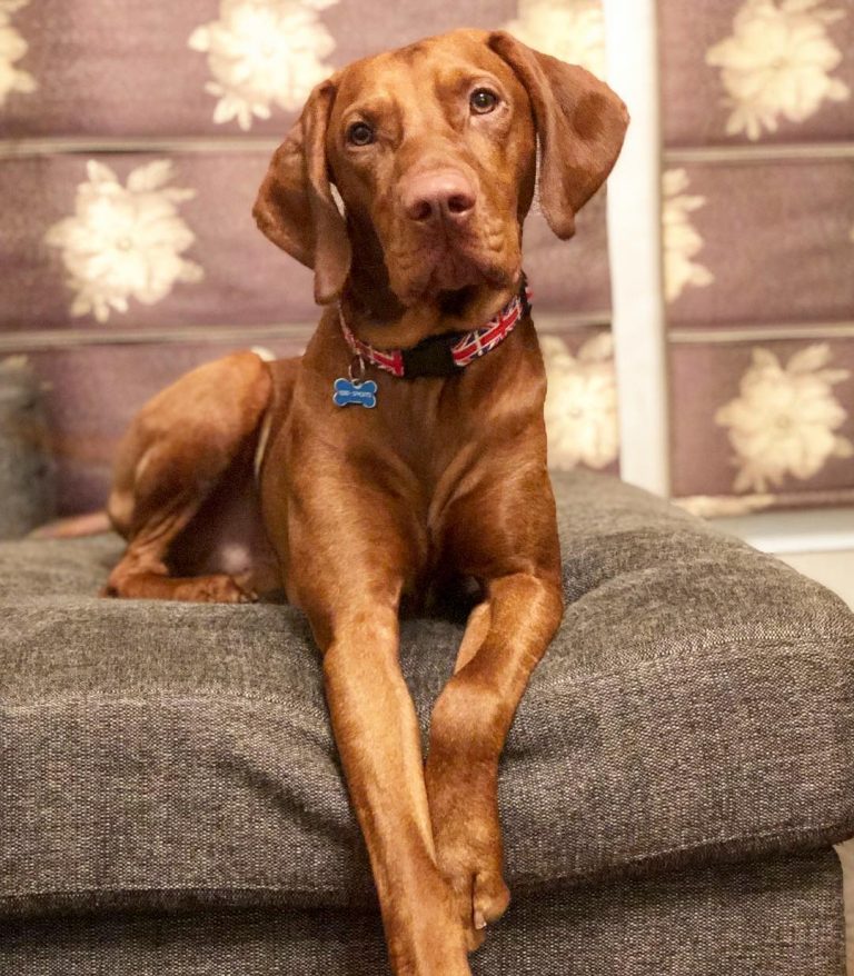 15 Amazing Facts About Vizsla Dogs You Probably Never Knew Page 5 of