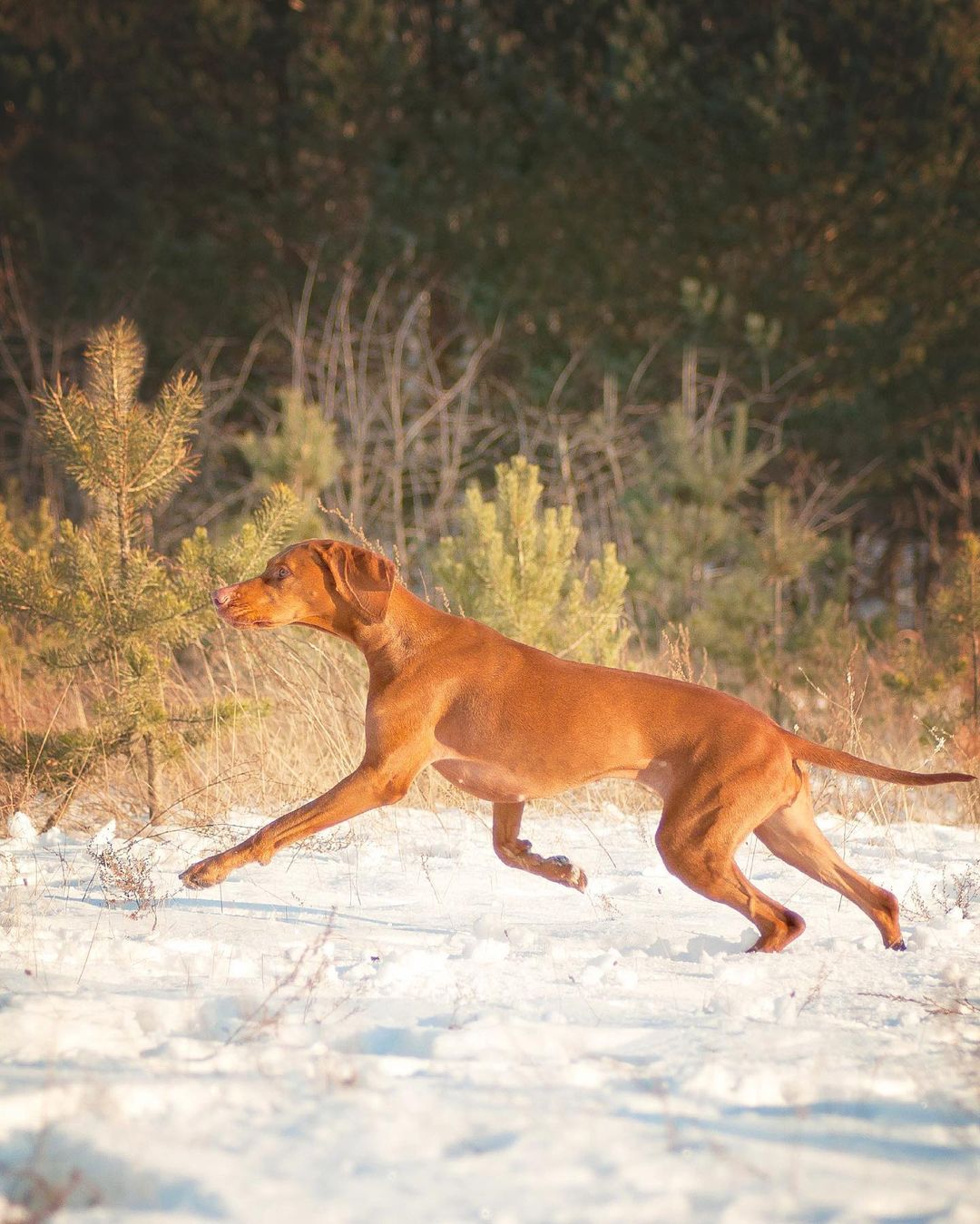 15 Amazing Facts About Vizsla Dogs You Probably Never Knew 10 15 Amazing Facts About Vizsla Dogs You Probably Never Knew 10