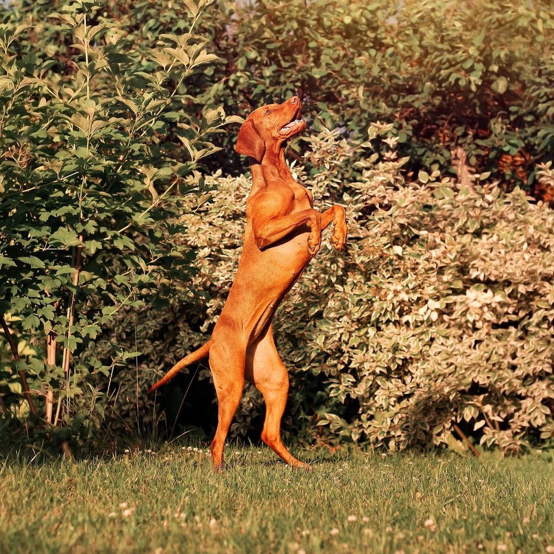 15 Cool Facts About Vizsla Dogs 9