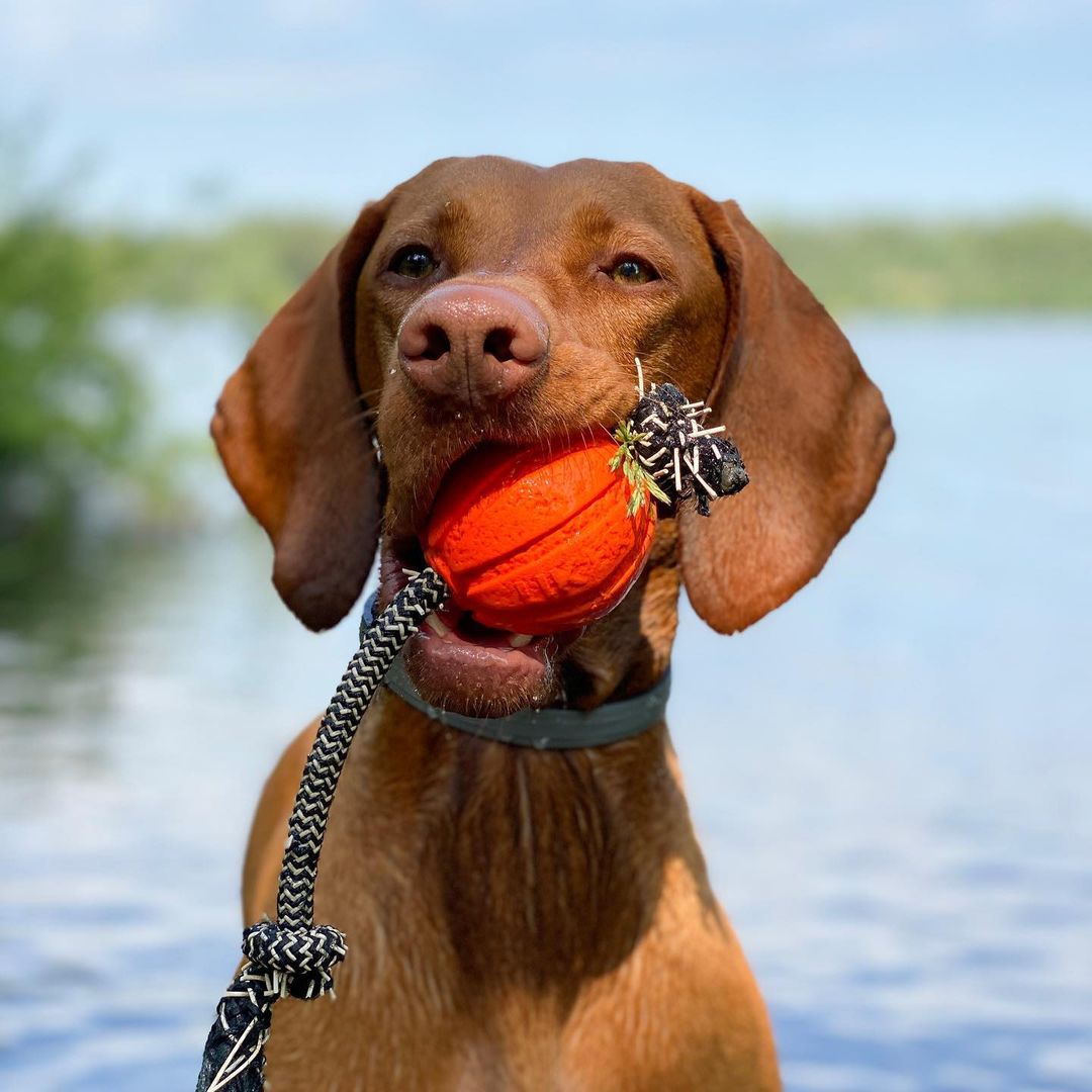 15 Cool Facts About Vizsla Dogs 10