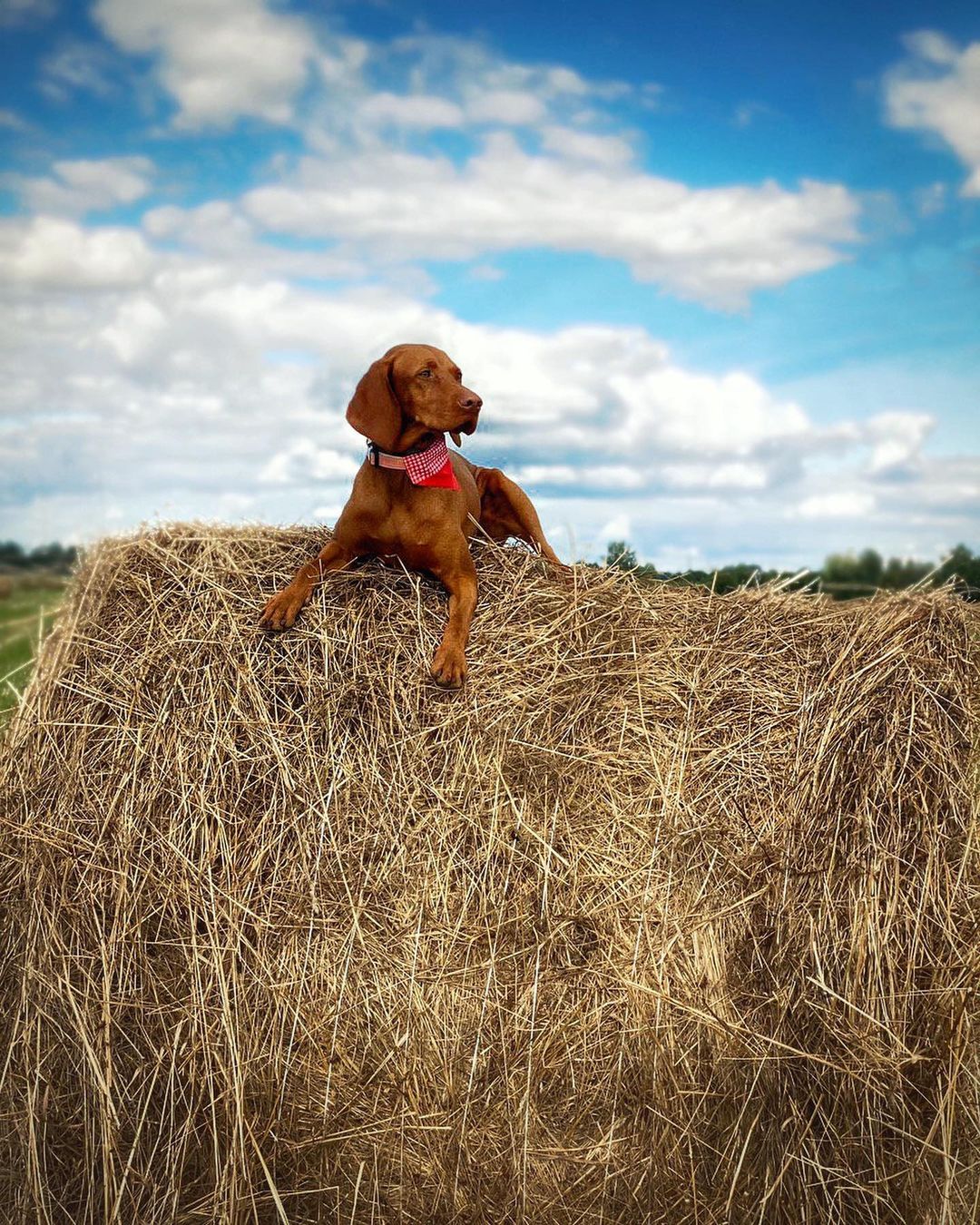 15 Cool Facts About Vizsla Dogs 11