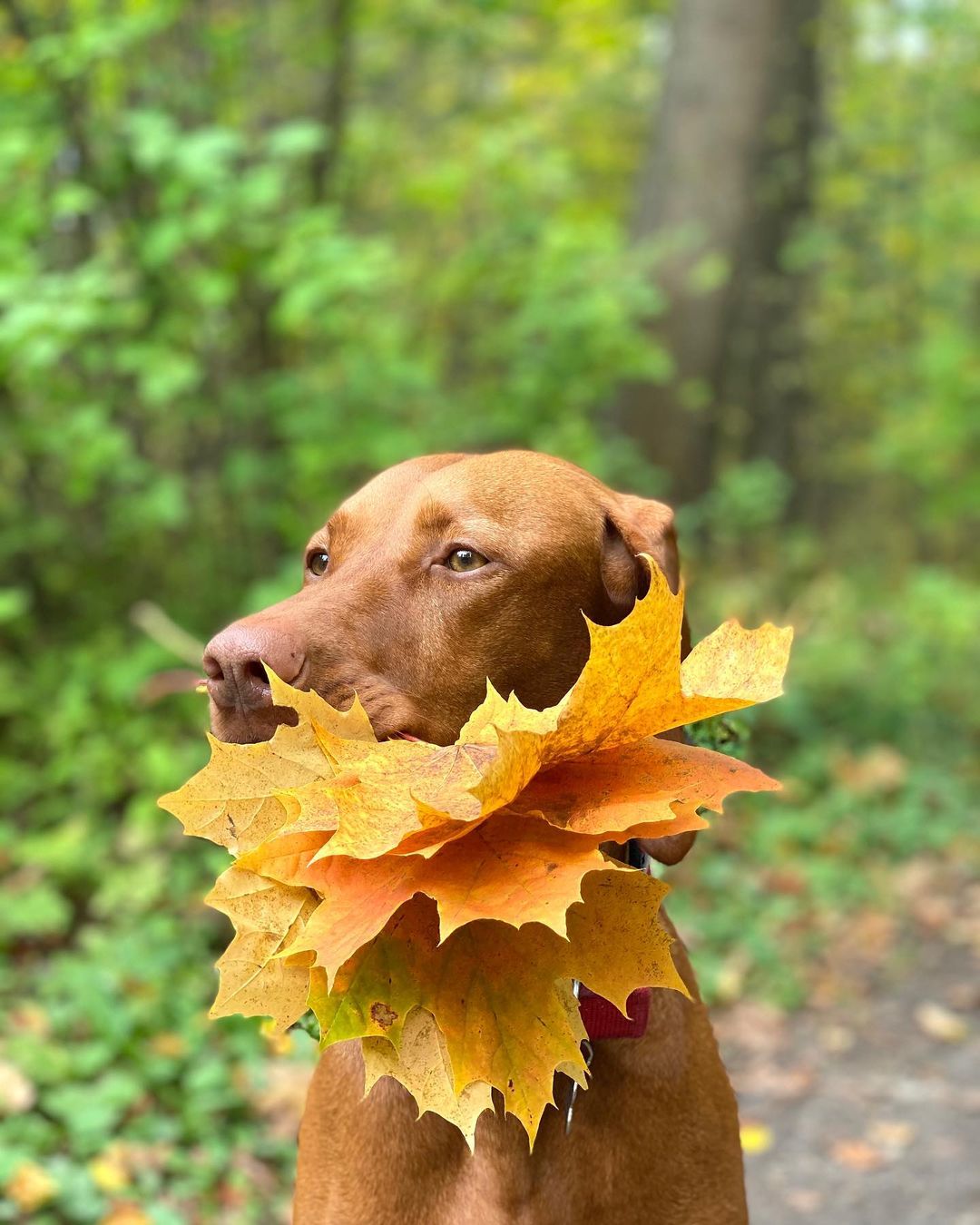 15 Cool Facts About Vizsla Dogs 9