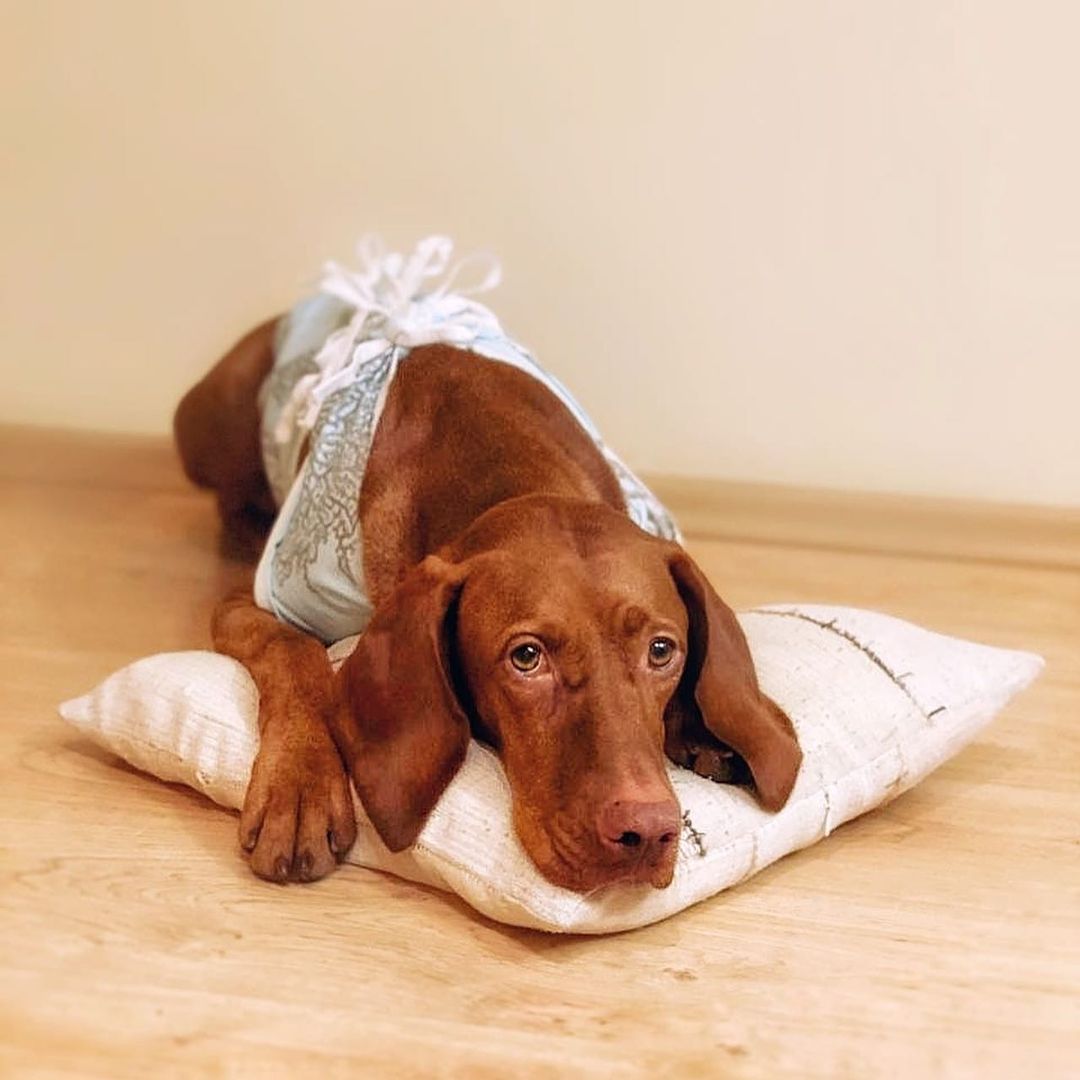 15 Cool Facts About Vizsla Dogs 10