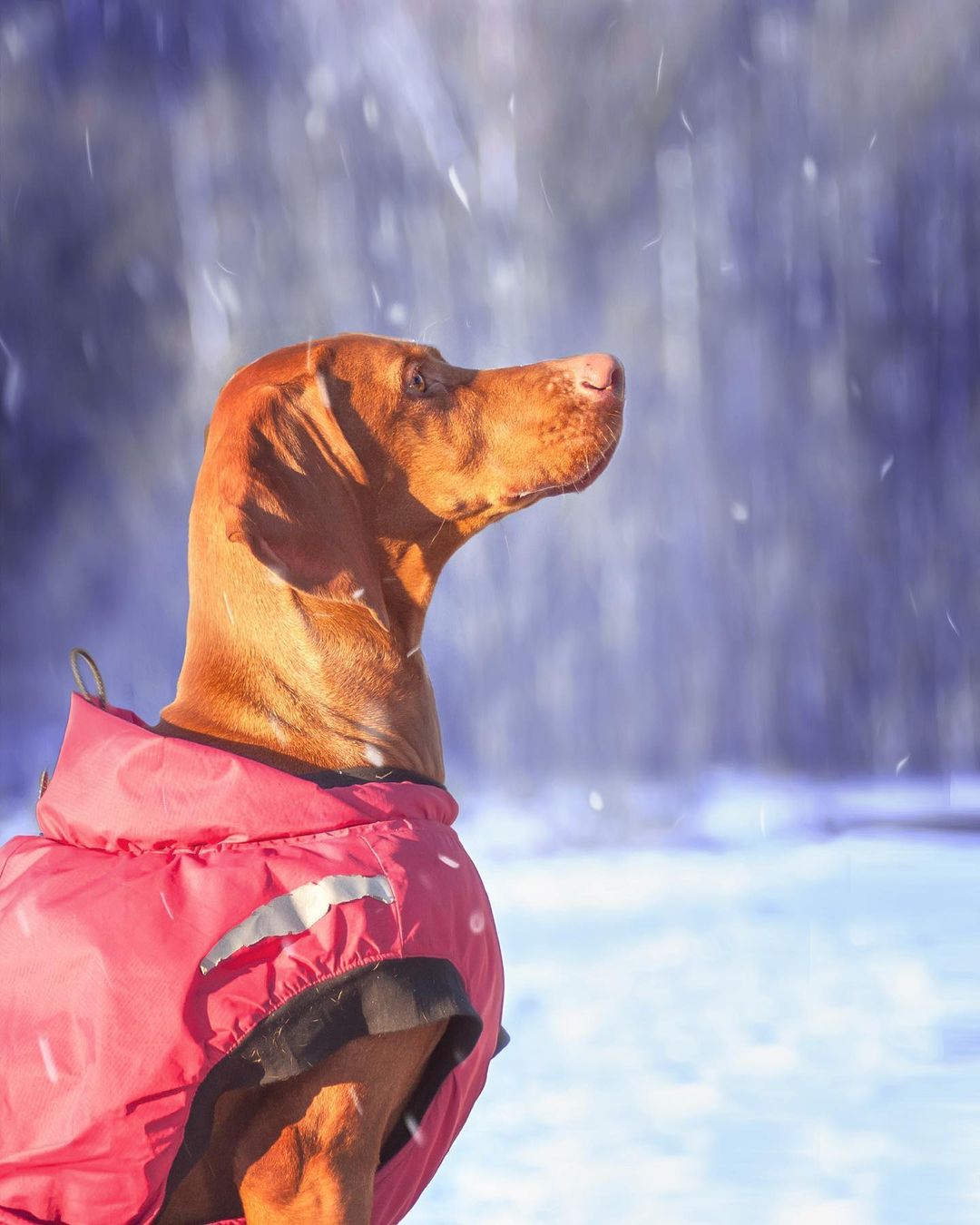 15 Amazing Facts About Vizsla Dogs You Probably Never Knew 11 15 Amazing Facts About Vizsla Dogs You Probably Never Knew 11