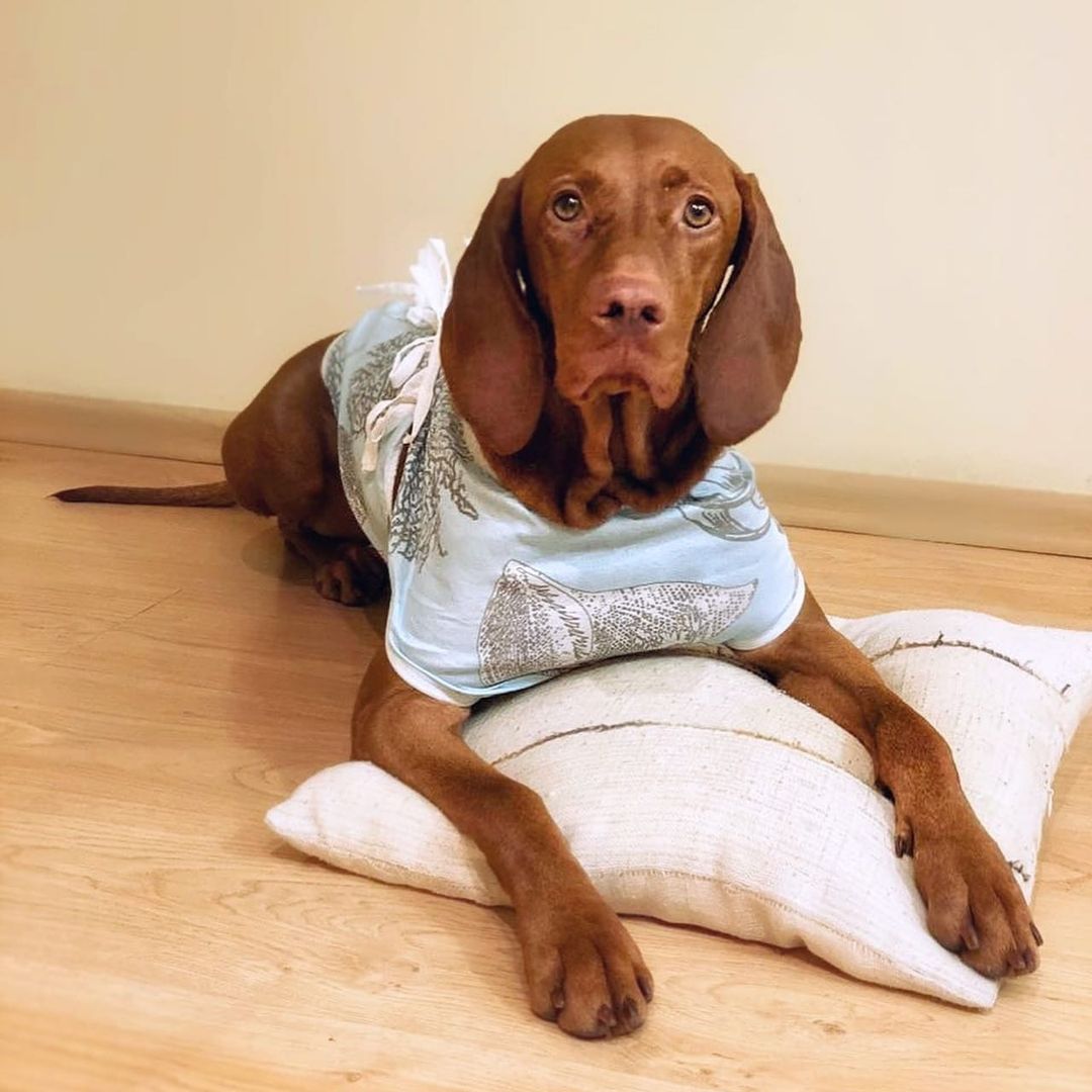 15 Cool Facts About Vizsla Dogs 11