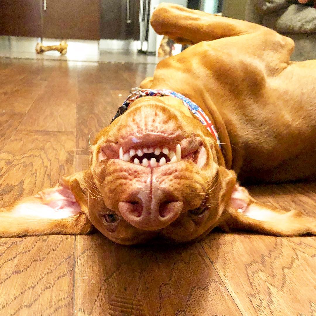 16 Interesting Facts About Vizsla Dogs 9