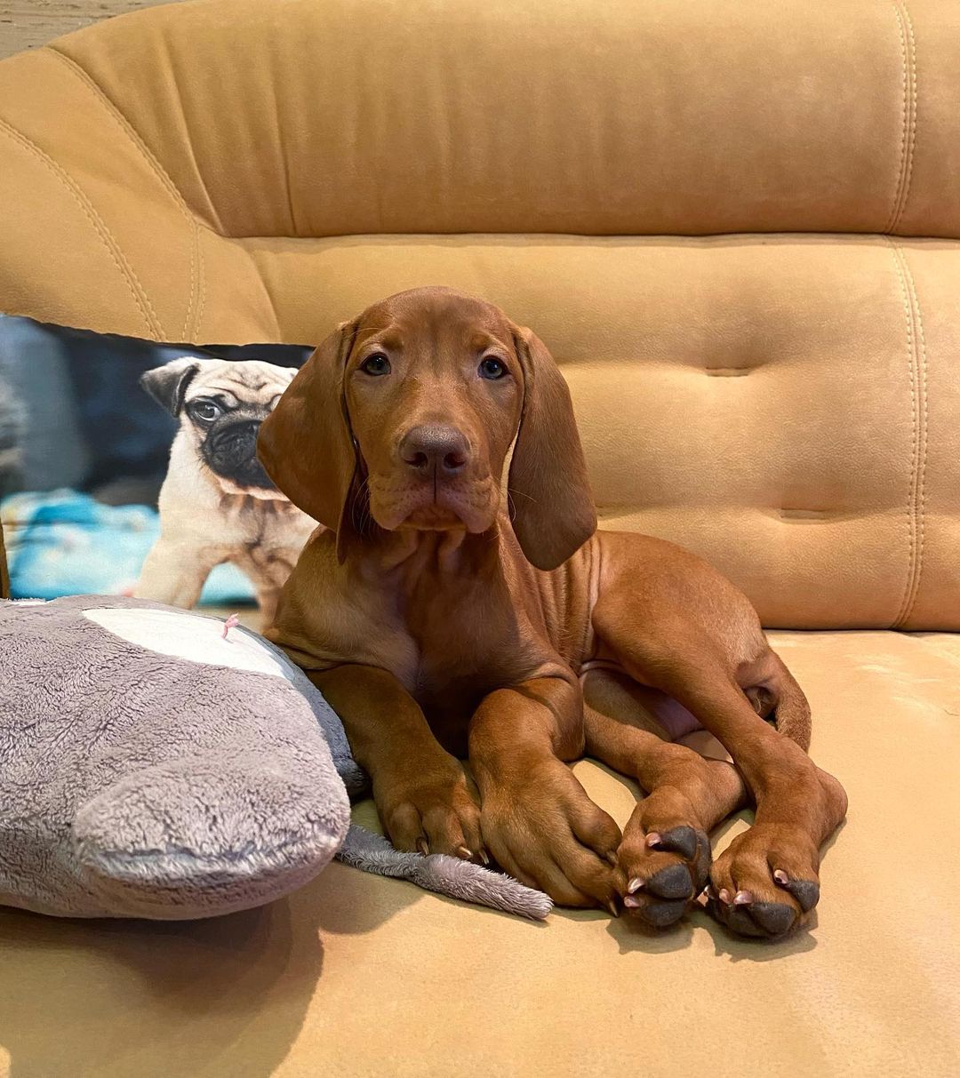 16 Interesting Facts About Vizsla Dogs 10